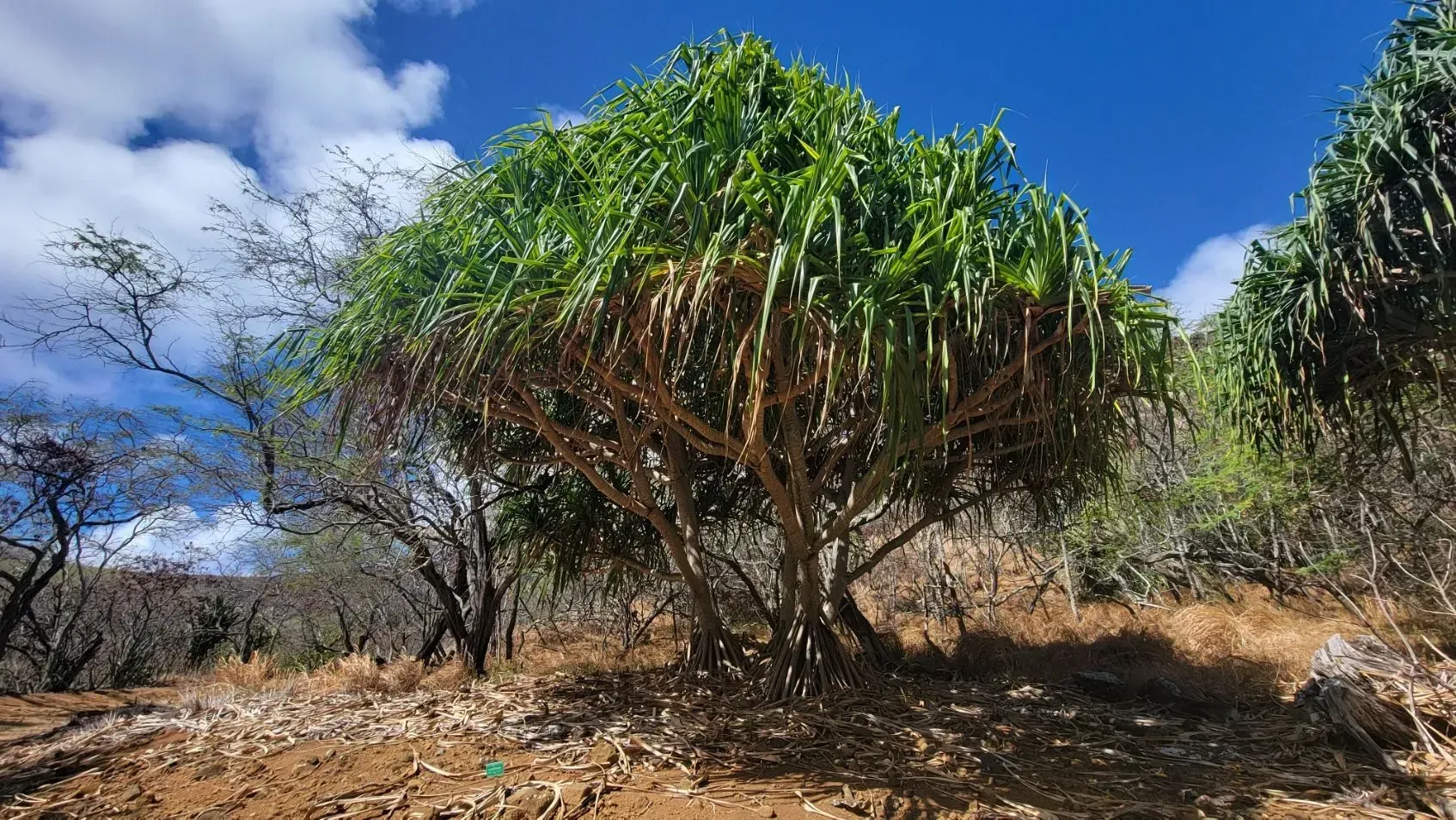 A pandanus tree with long green leaves on a hillside under a blue sky. The ground is dry and brown.