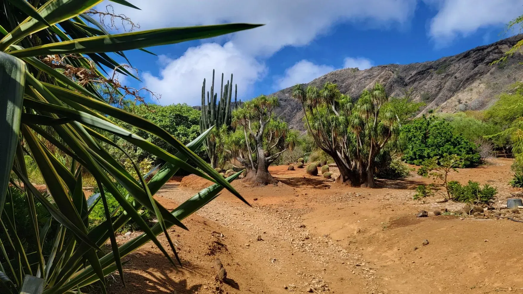 Dry landscape with cacti and other desert plants, with a mountain range in the background and a blue sky with clouds.