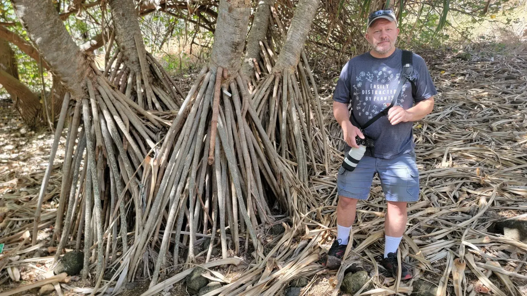 Man stands next to a tree with many prop roots. He wears a cap, gray shirt, blue shorts, and holds a camera; outside setting.