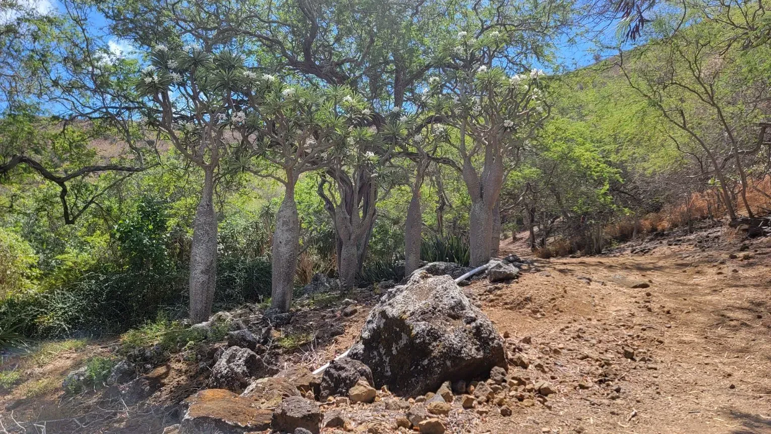 Brown dirt path leading past a cluster of trees with white bark and green foliage on a sunny hillside.