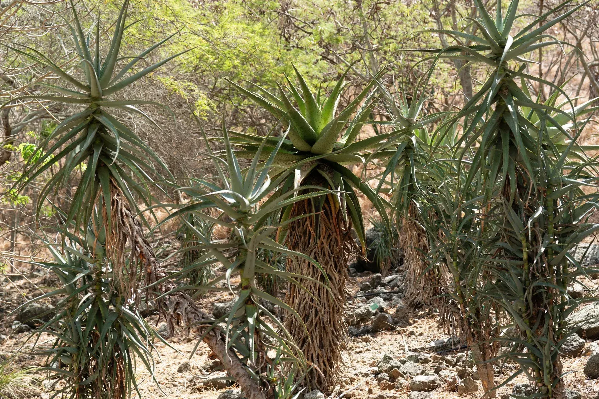 Clump of tall Aloe plants with spiky green leaves and dried brown stems, growing outdoors in a rocky, sunny environment.