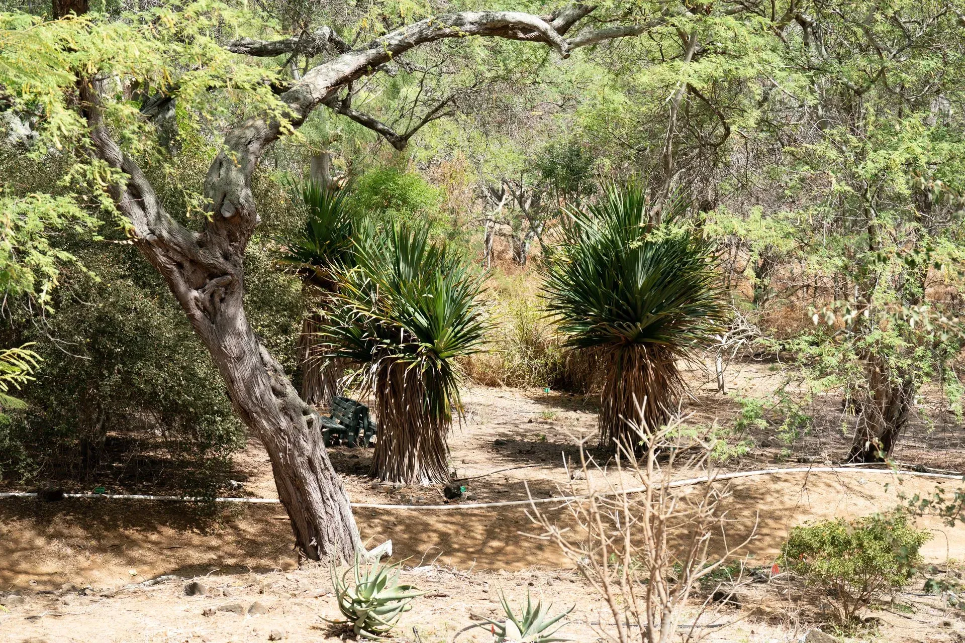 Two yucca plants with green spiky leaves in a dry, desert landscape. A bare tree trunk is in the foreground.