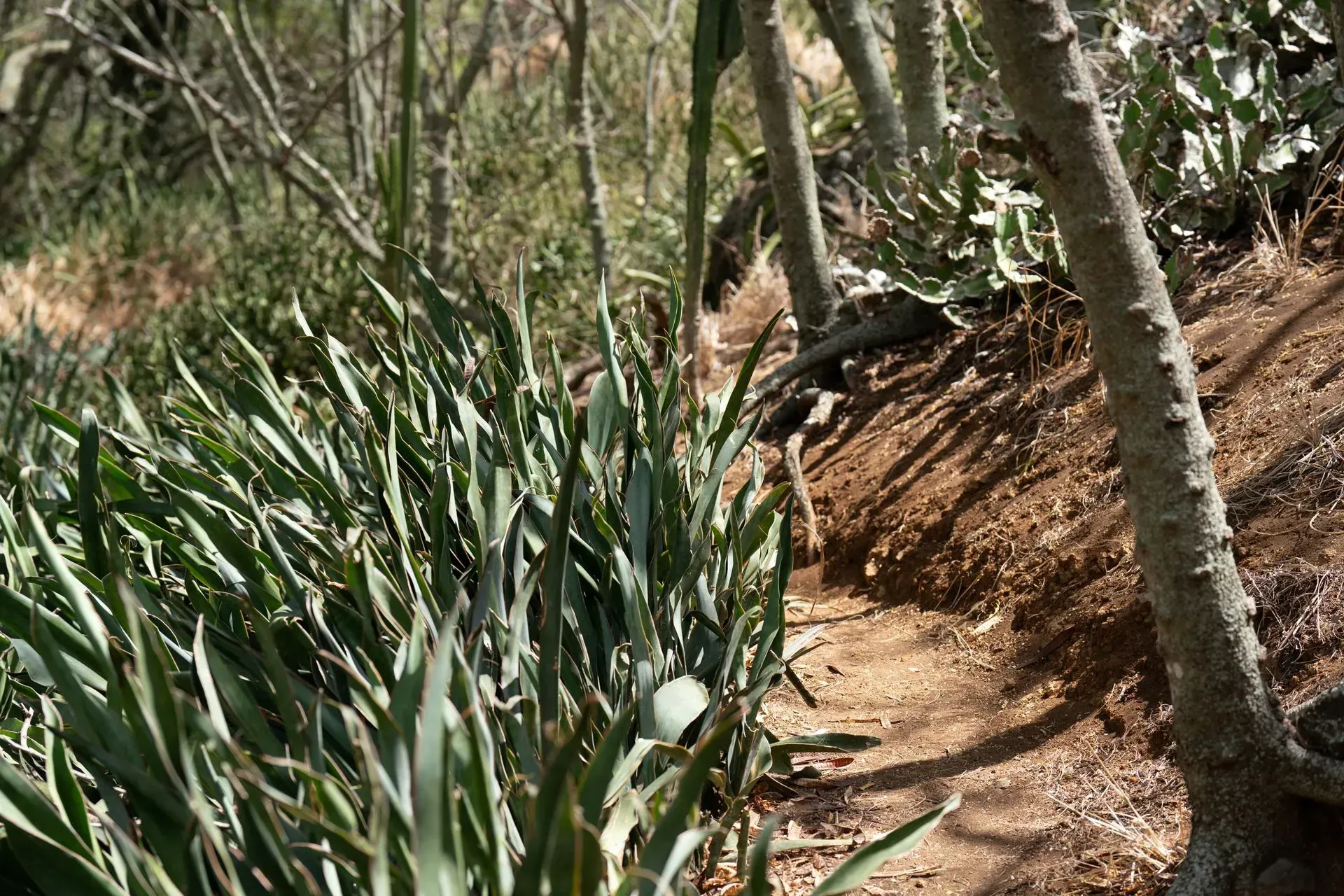 A narrow dirt path winds through a hillside with tall green plants and bare trees. Sunlight casts shadows on the ground.