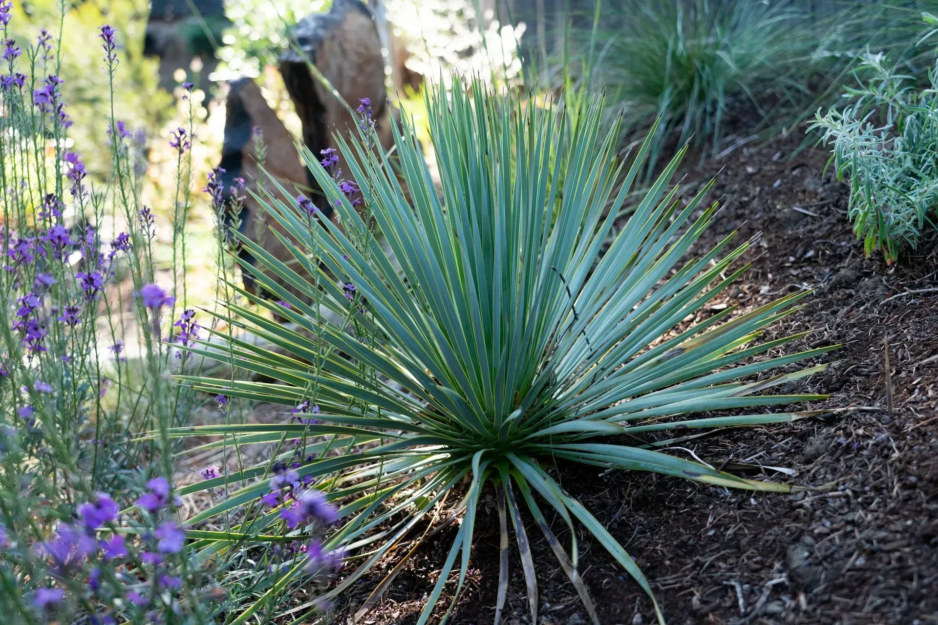 A blue-green yucca plant in a garden setting with purple flowers and brown mulch.
