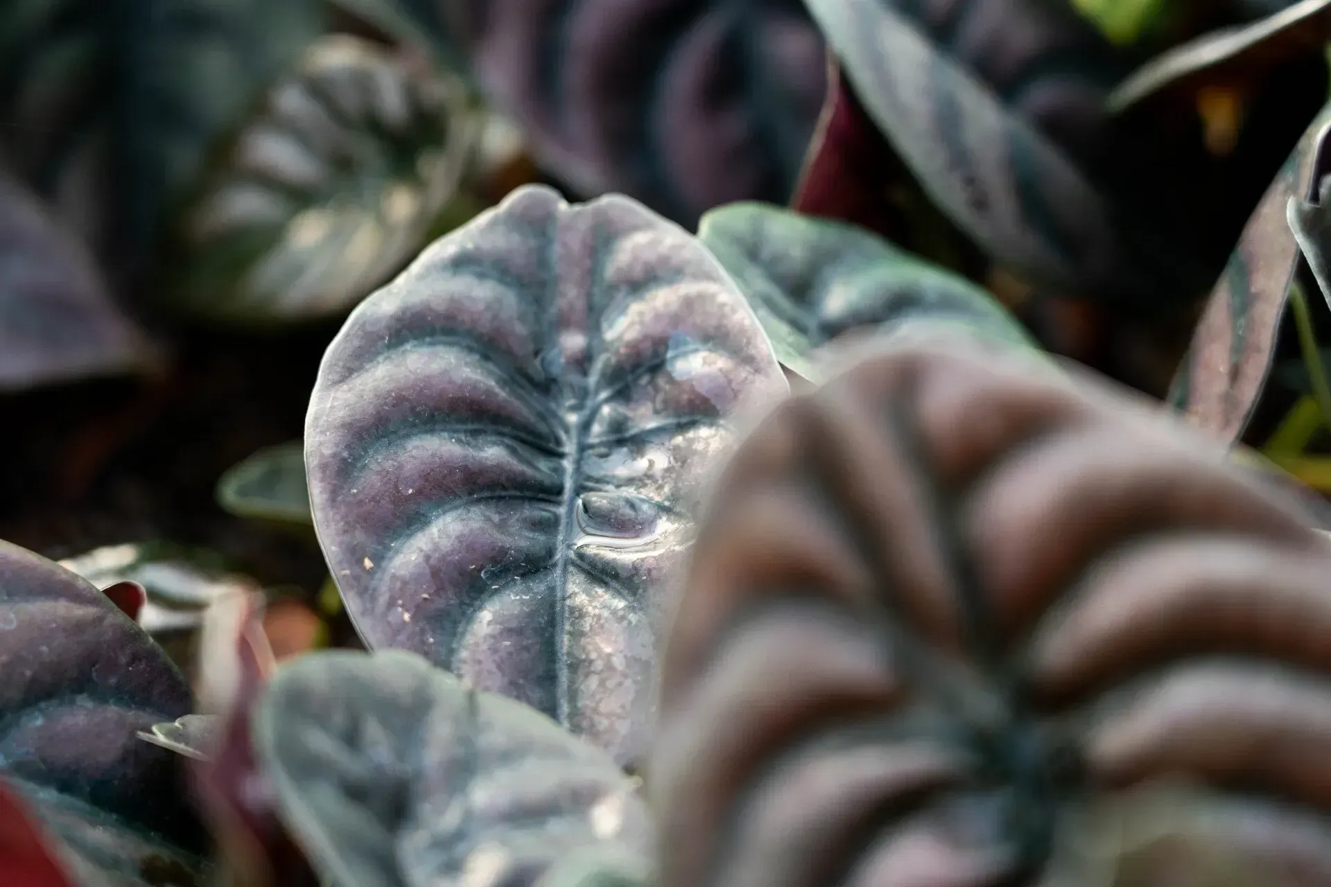 Close-up of velvety, purple-toned leaves with textured veins.