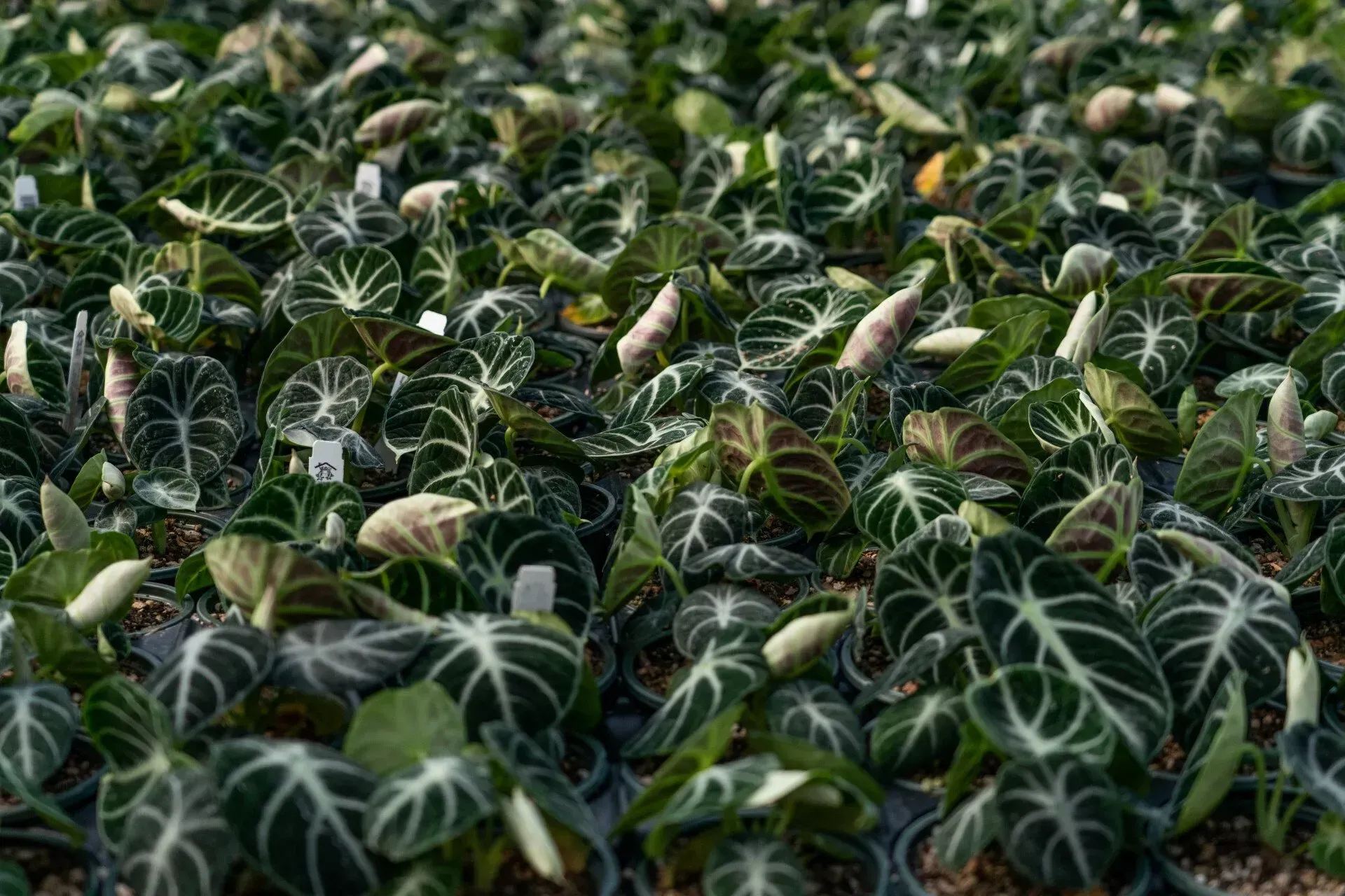 Close-up of many small Alocasia plants with dark green leaves and white veining, potted in a greenhouse setting.