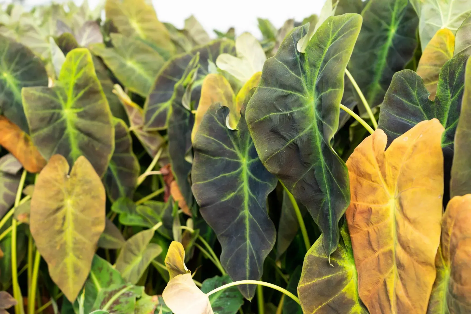 Close-up of dark, velvety leaves with vibrant green veins of a plant, possibly a type of elephant ear.