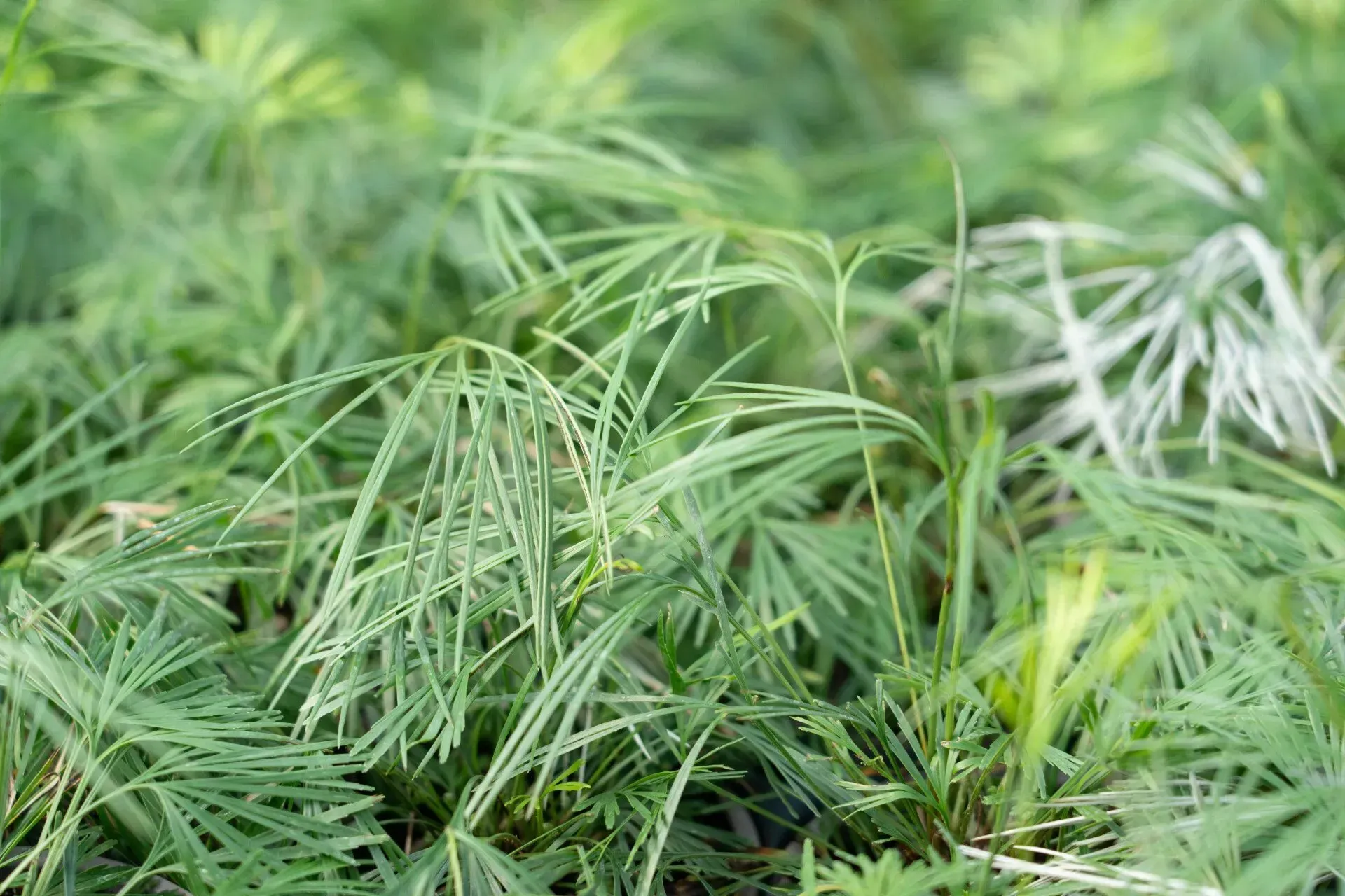 Green, feathery-leaved plant in a close-up shot, possibly growing in a field or garden.