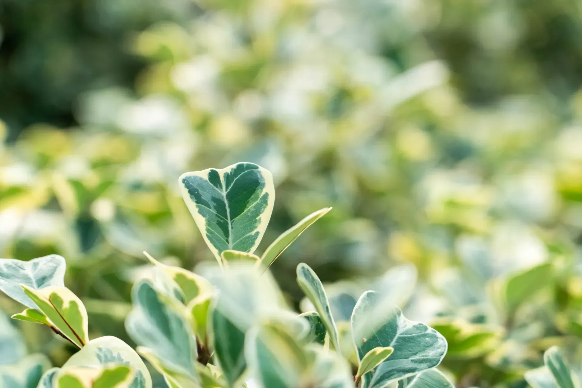 Green and white variegated plant leaves, blurred background.