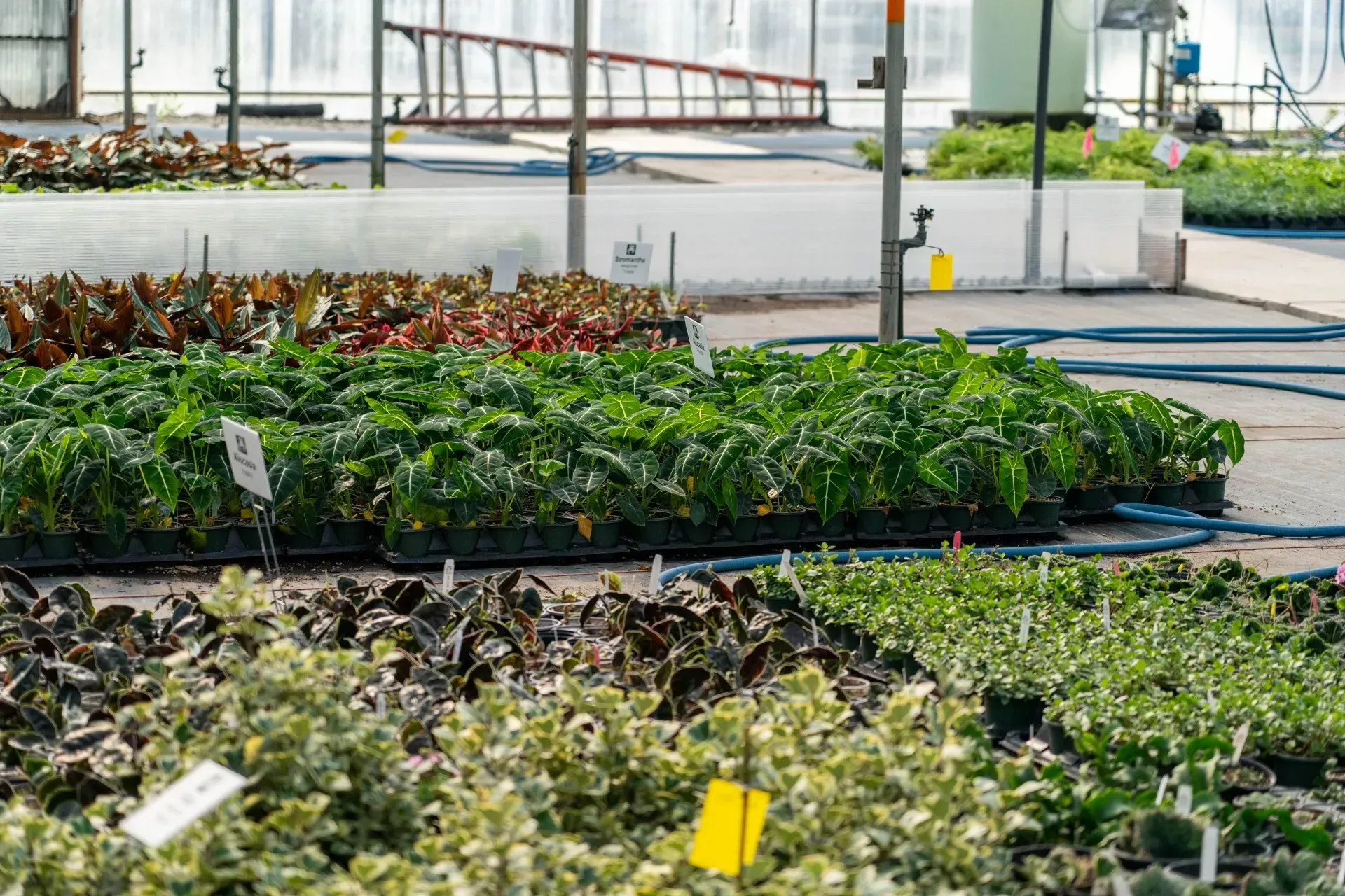 Rows of plants in a greenhouse, with various green, red, and purple foliage. 