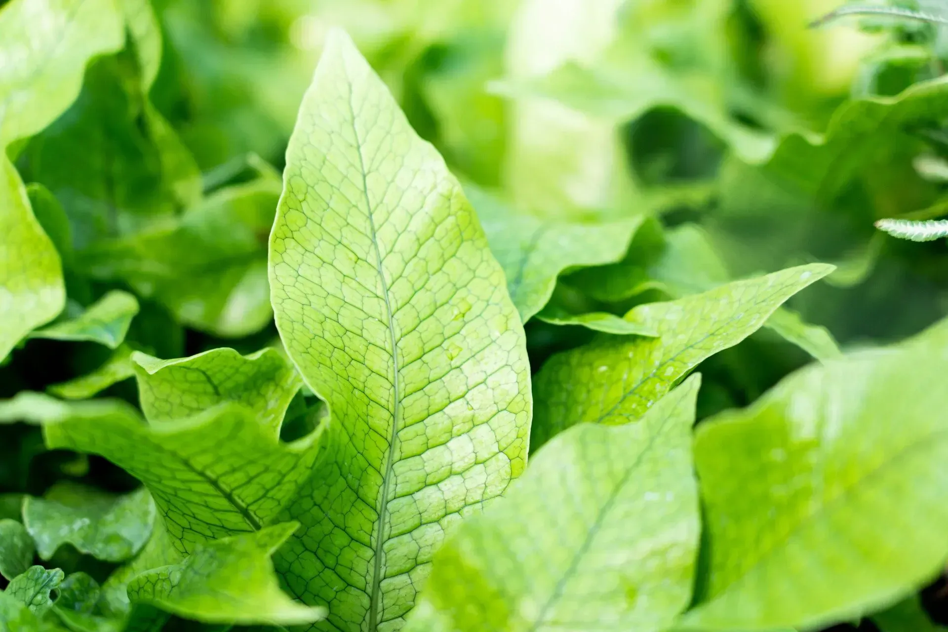 Close-up of vibrant green fern leaves with intricate veining detail.