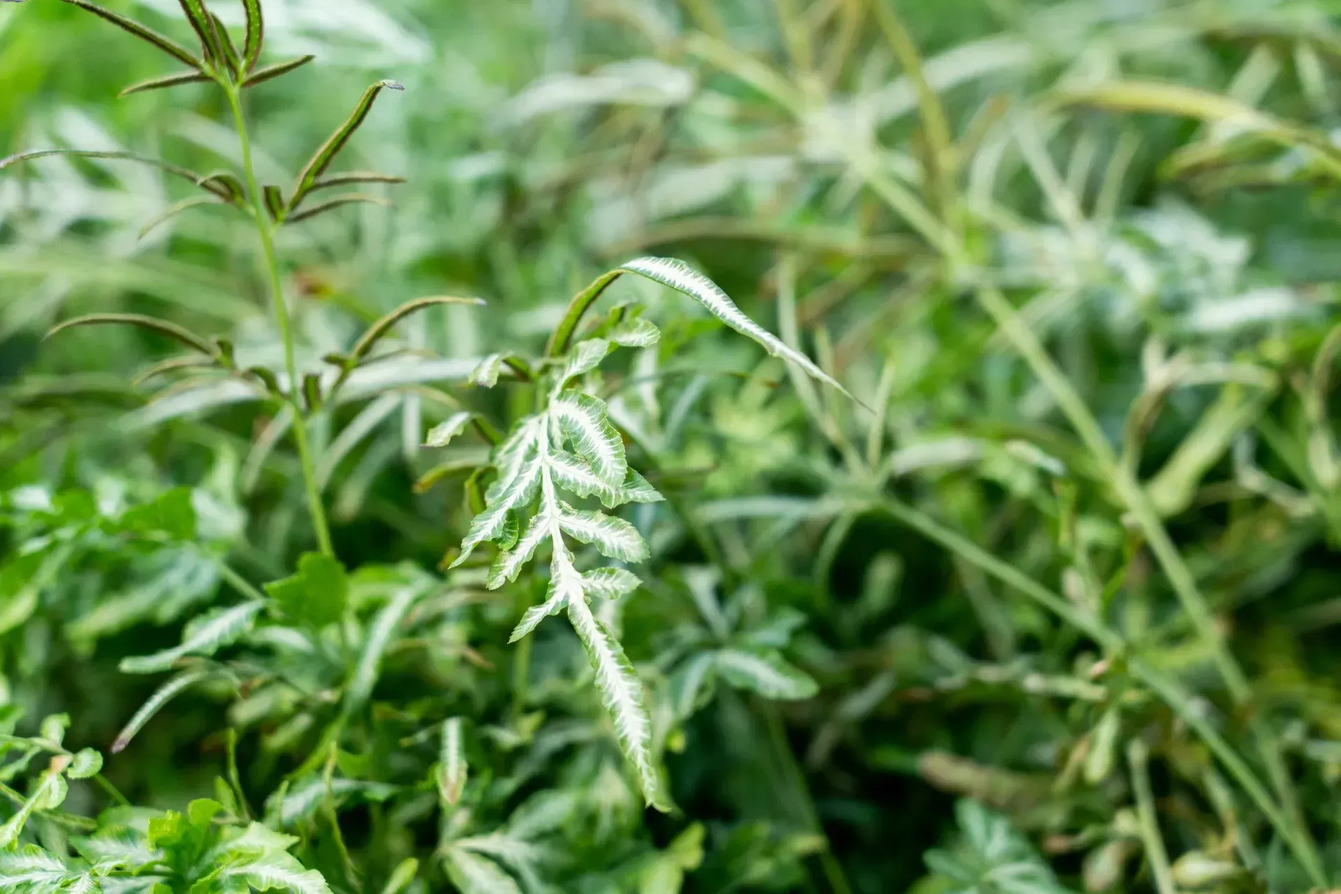 Close-up of a plant with feathery leaves, some showing white edges, set amongst other green plants.