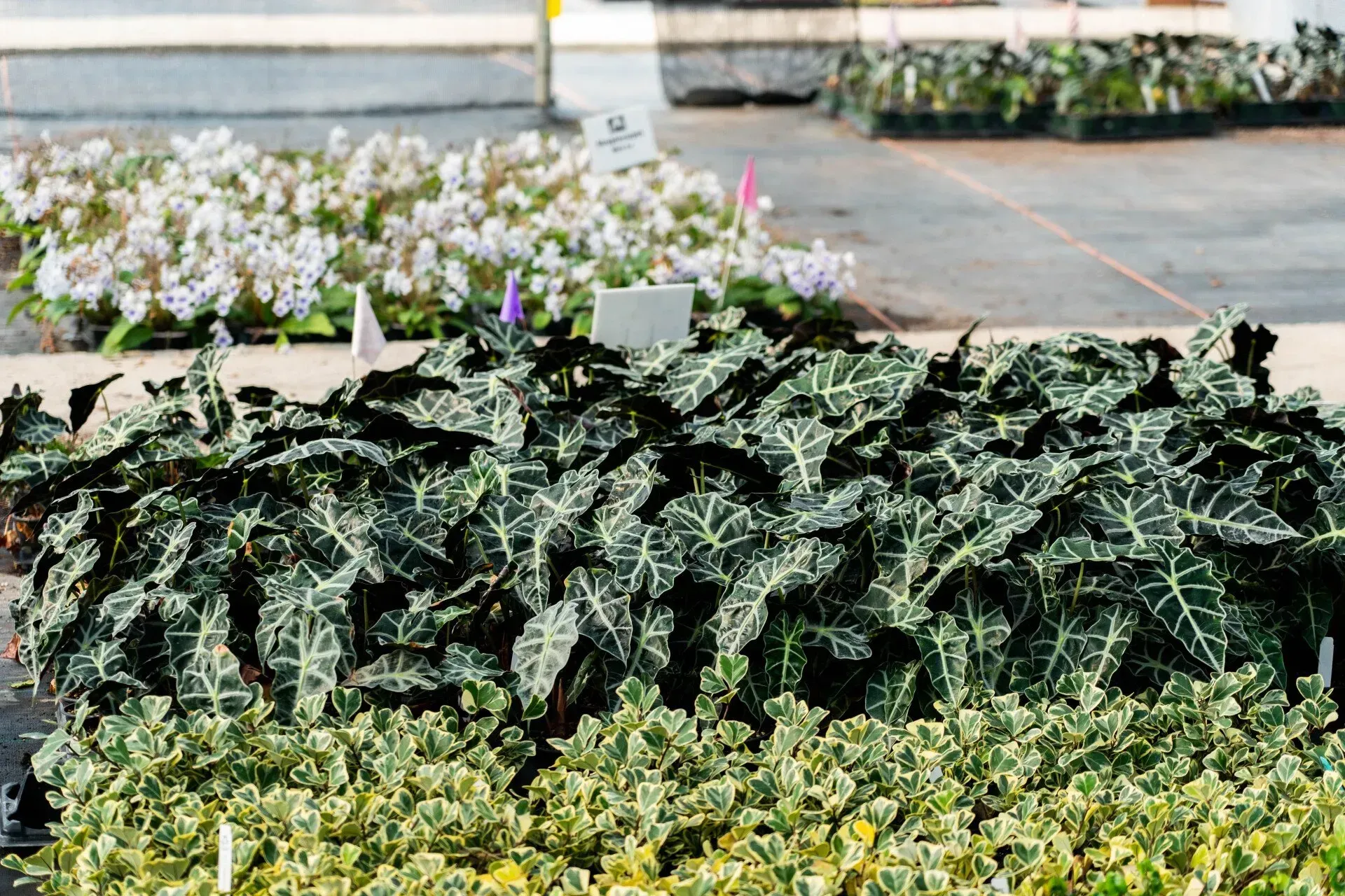 A collection of plants at a garden center.
