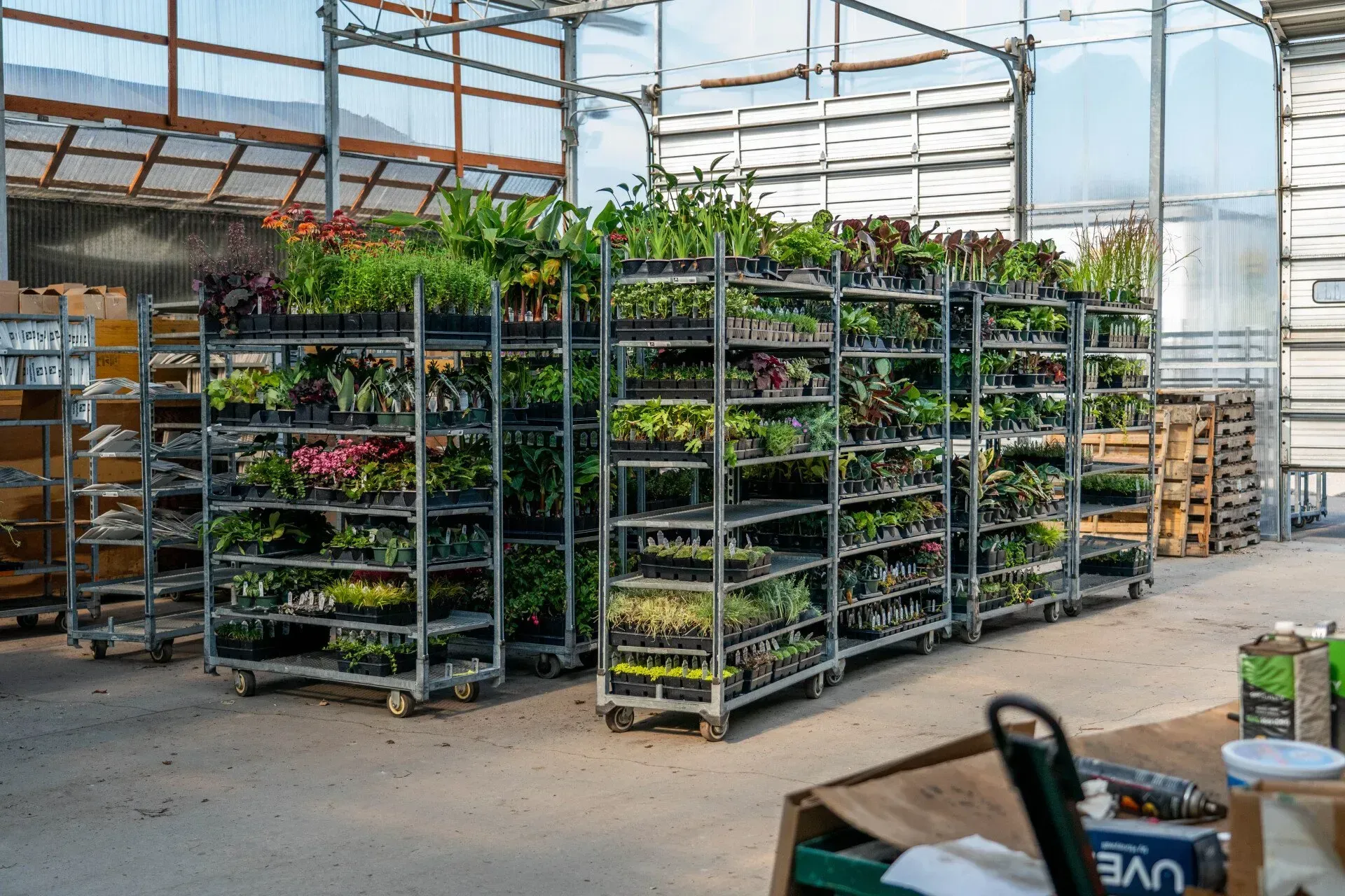 Metal shelving carts filled with potted plants inside a greenhouse. 
