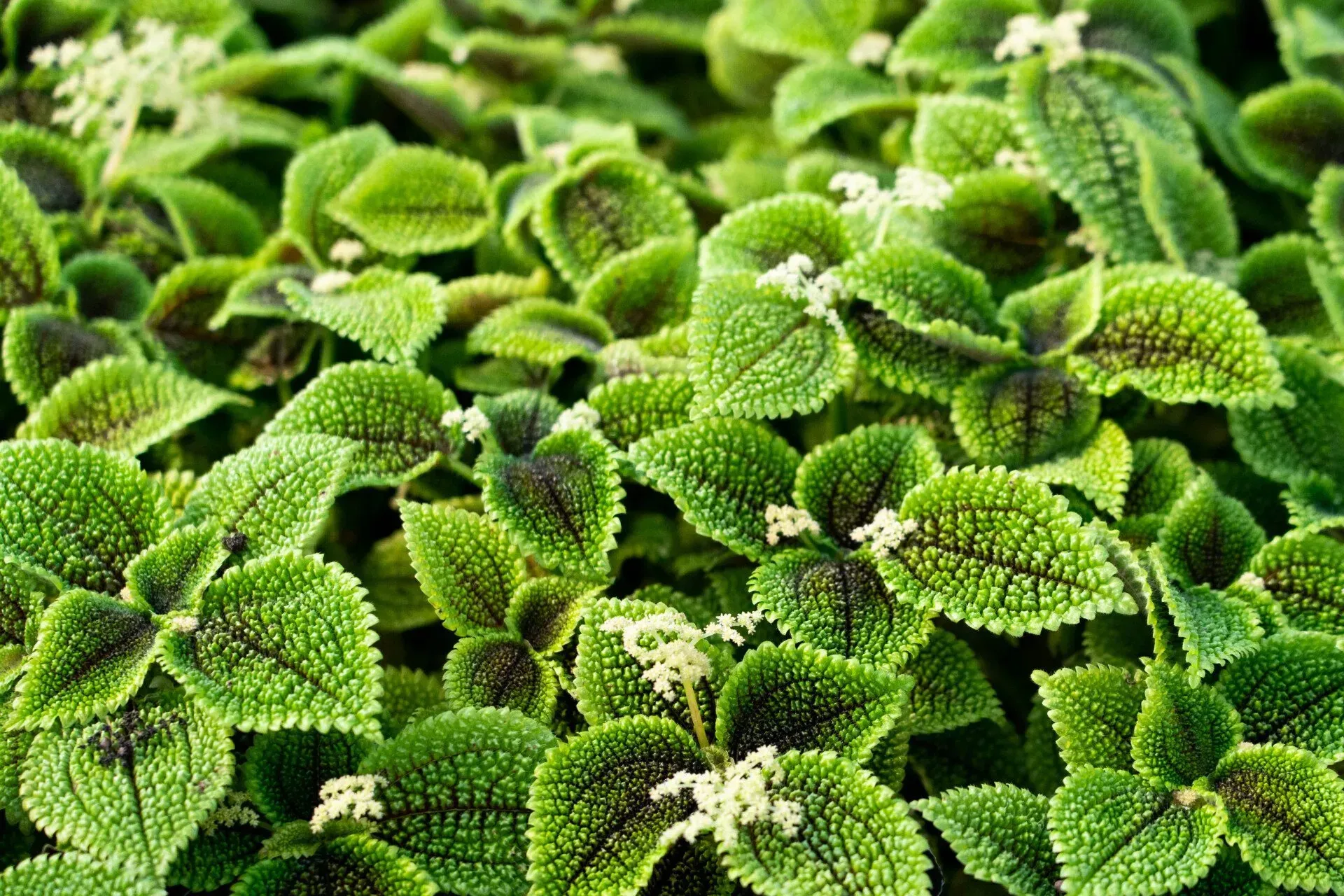 Close-up of a patch of lush, textured green leaves with dark purple-brown veins, small white flowers.