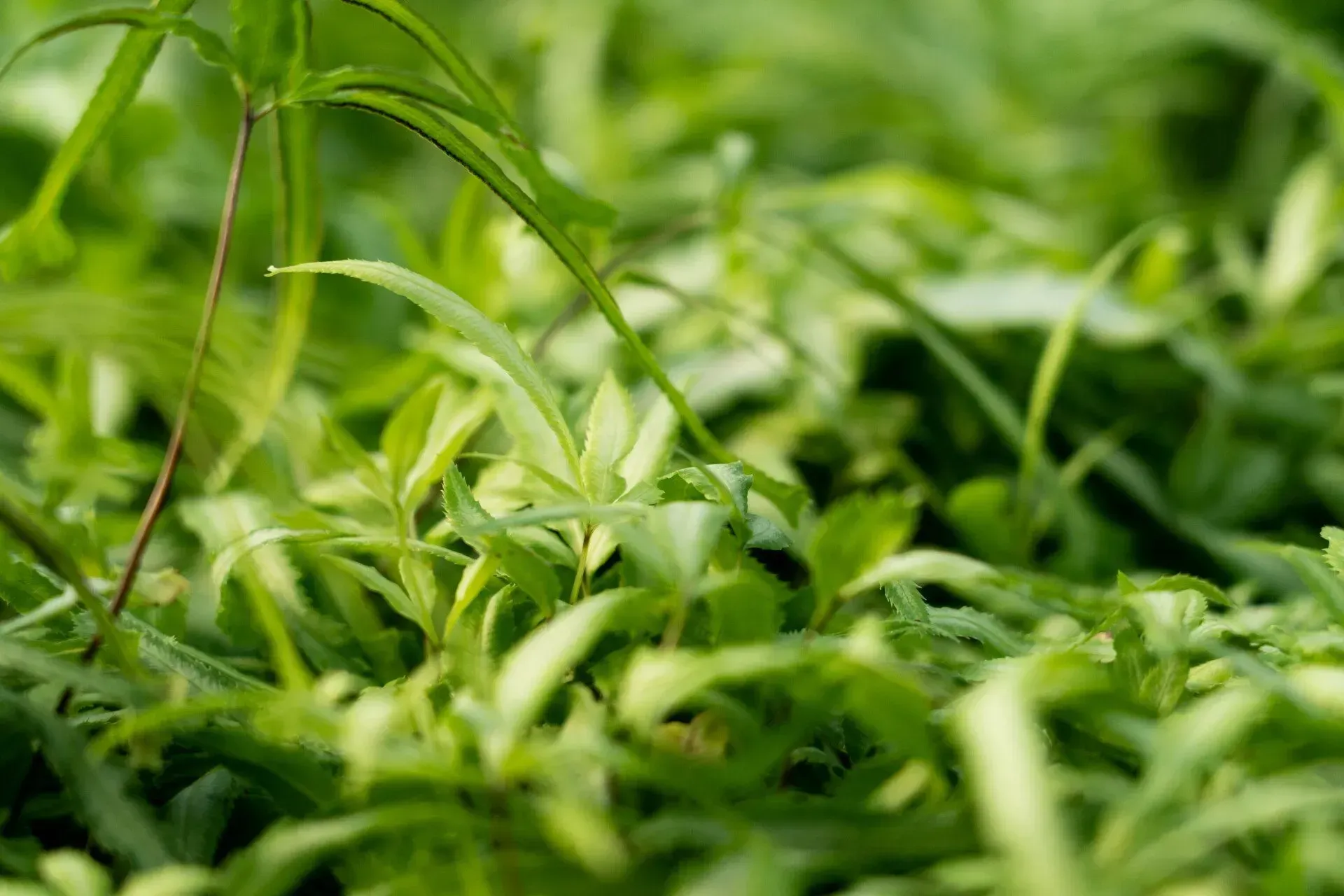 Close-up of lush green foliage with various leaf shapes and textures.