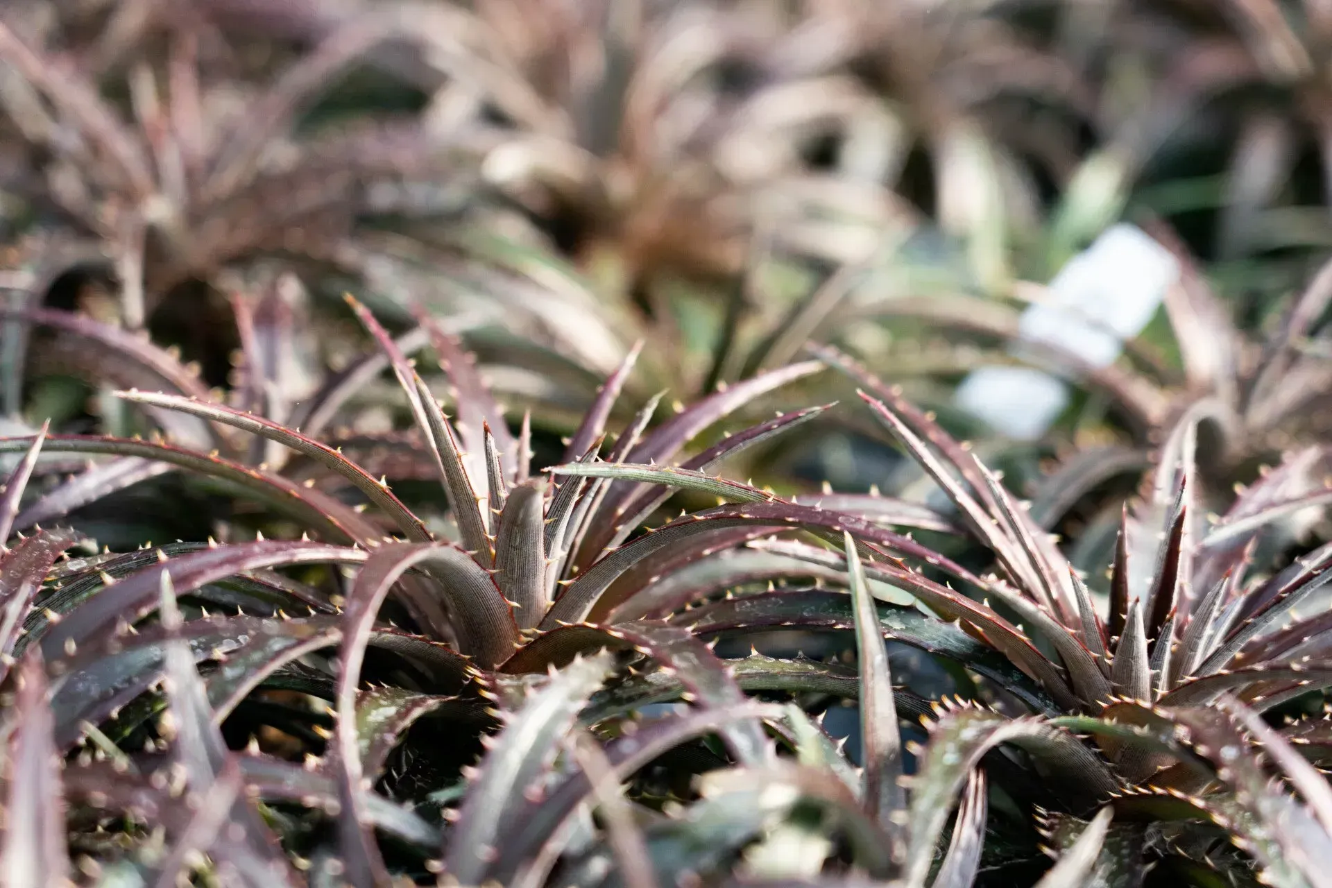 Close-up of numerous, spiky bromeliad plants with maroon-purple leaves and tiny white spines.