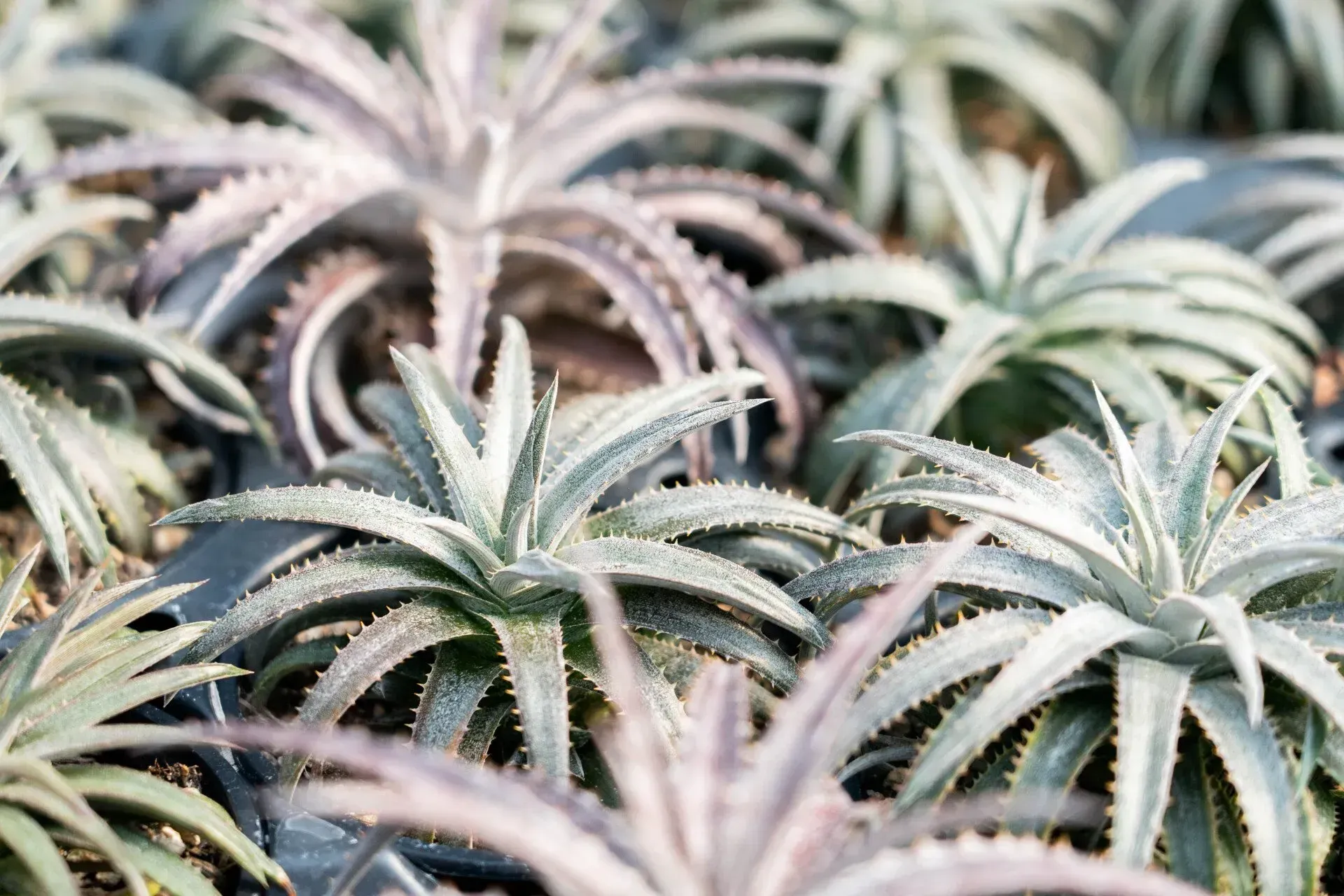 A close-up of many small, spiky, grey-green succulent plants growing together.