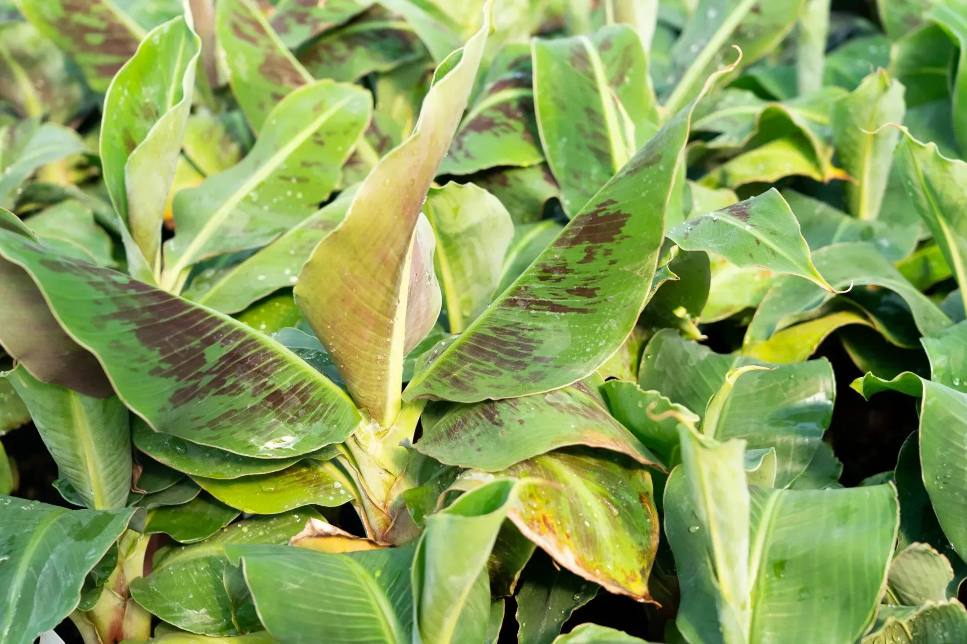 Close-up of a patch of banana plant leaves, with dark maroon blotches on green leaves.