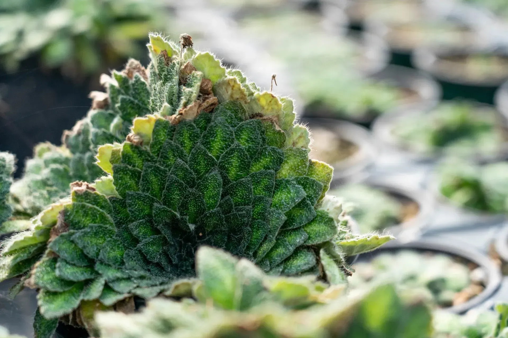 Close-up of a green, textured plant with scalloped edges. Other similar plants are in pots, in a greenhouse setting.