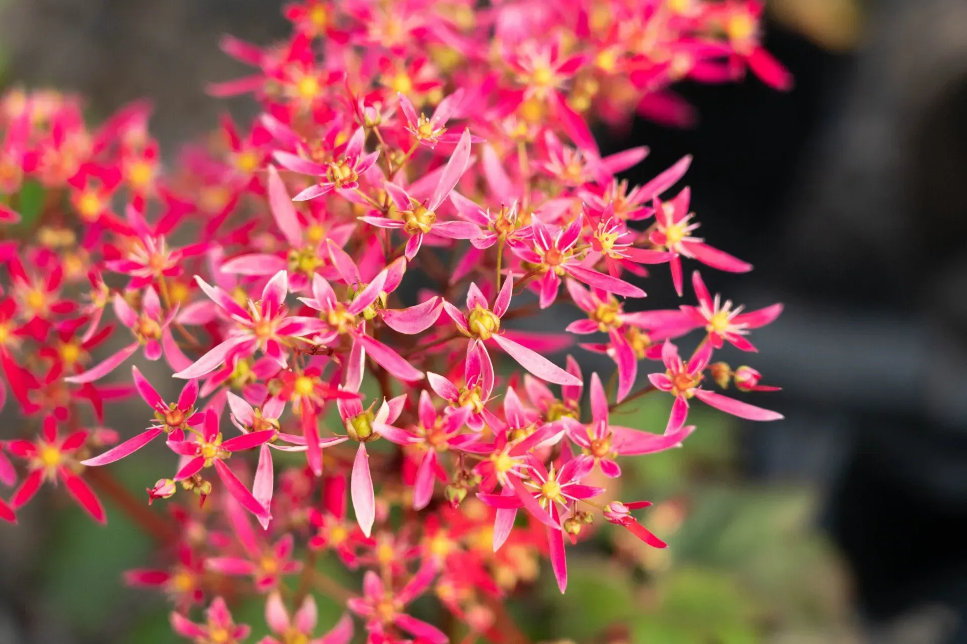 Close-up of vibrant pink flowering sedum plant, with small, star-shaped blooms clustered together.