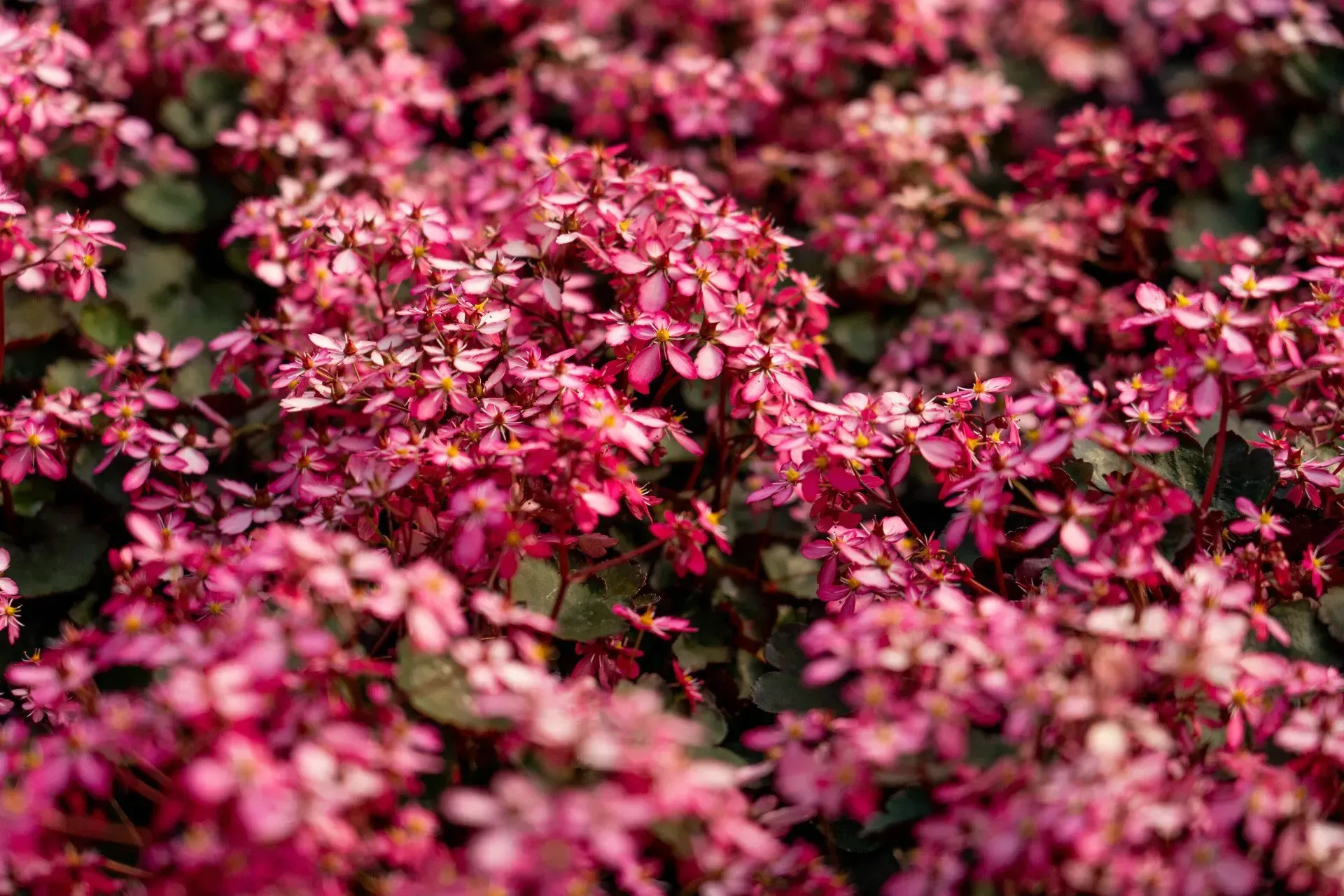 Close-up of vibrant pink flowers in full bloom, with small dark green leaves peeking out.