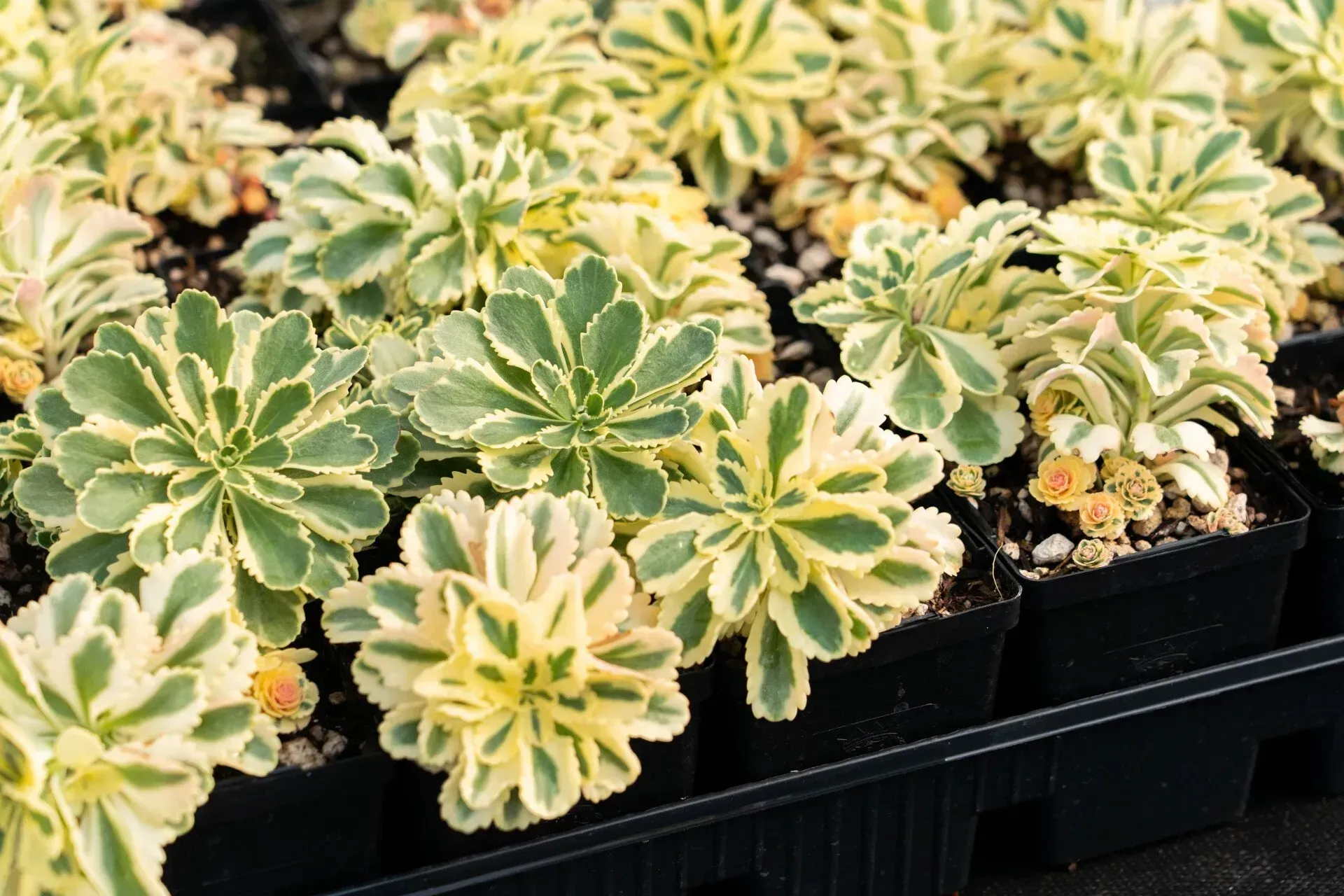 Variegated green and cream succulents in small black pots, tightly packed in a tray.