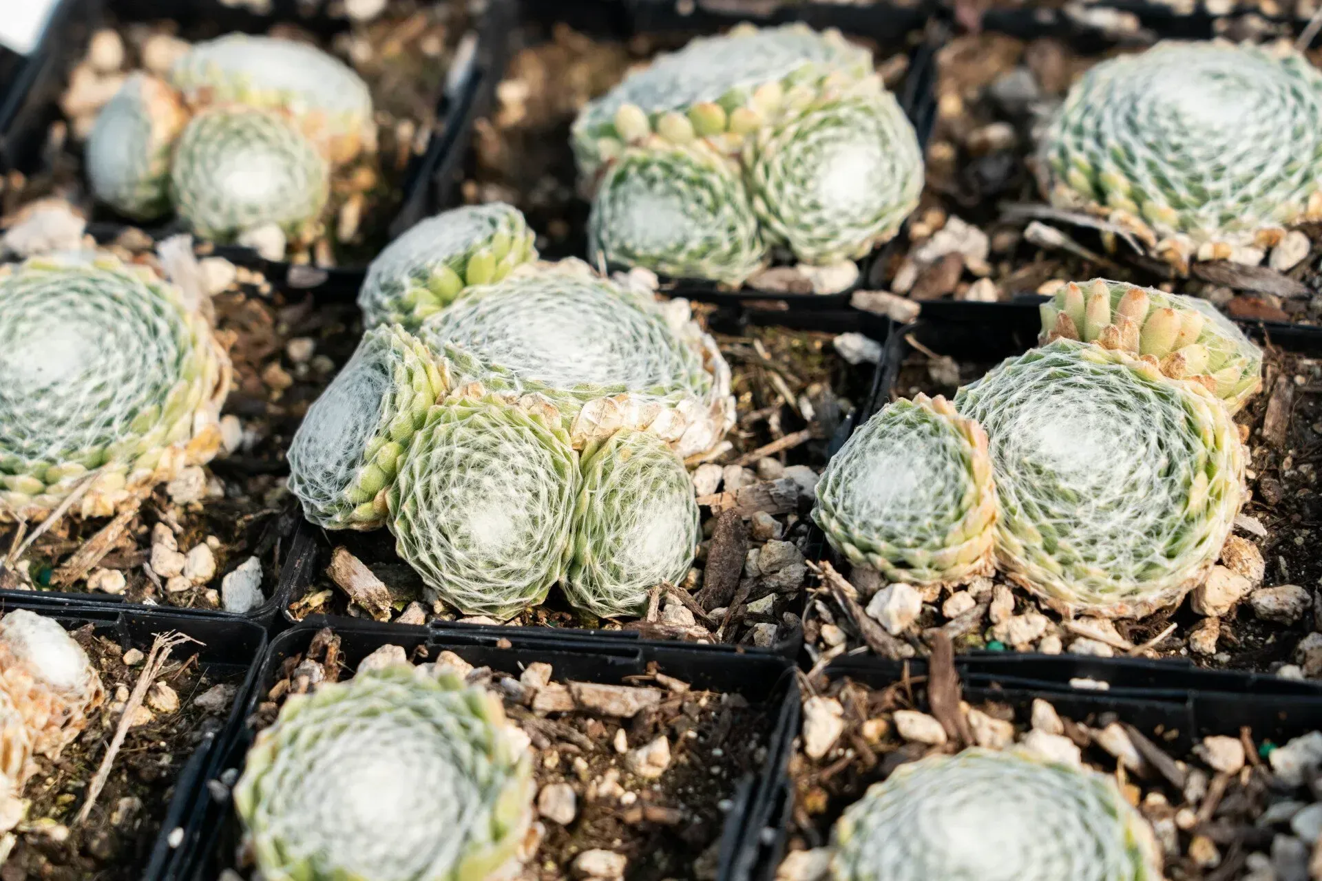 Succulents with tightly spiraled, pale green leaves in small, black pots, set in a gravelly bed.