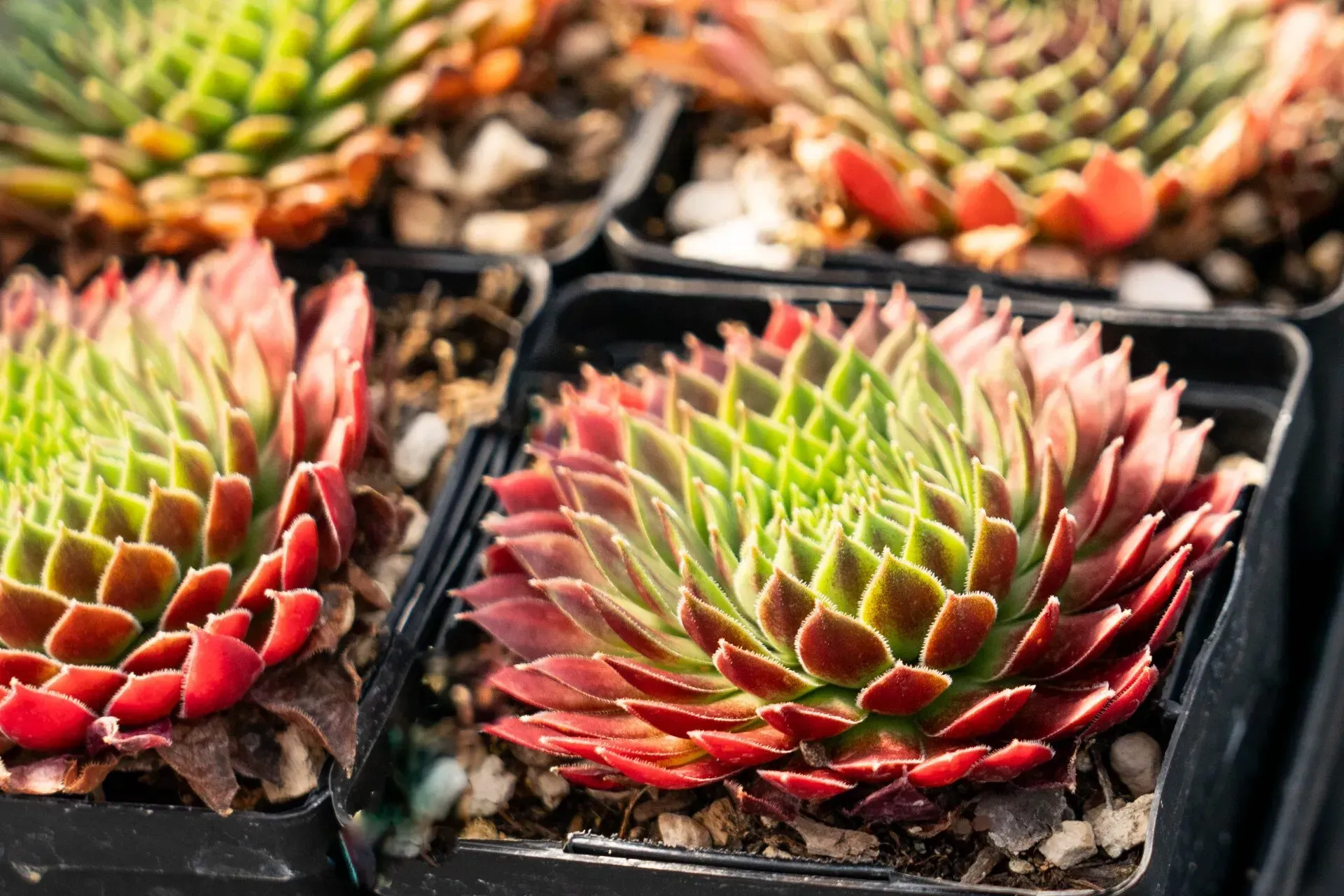 Close-up of several potted succulent plants with green and red layered leaves.