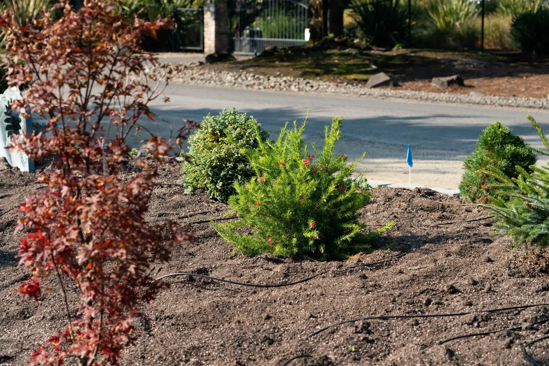 A front yard garden bed with a red maple tree, green shrubs, and irrigation lines. The background shows a road and gate.