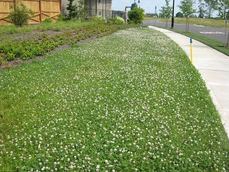 Lush green ground cover with white flowers along a sidewalk, next to a landscaped area with a wooden fence in the background.
