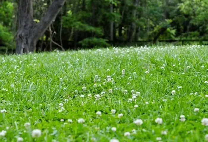 Lush green lawn dotted with small white flowers, in a wooded setting with a tree in the background.