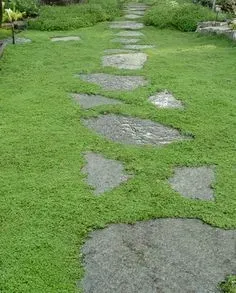 A stone path winds through lush green ground cover in a garden.