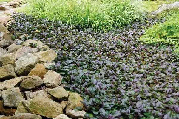 Purple and green ground cover plants with rock edging and tall green grass in a garden setting.