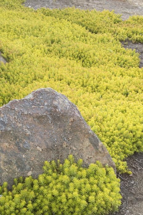 A large, textured gray rock surrounded by bright yellow-green ground cover plants in a garden setting.