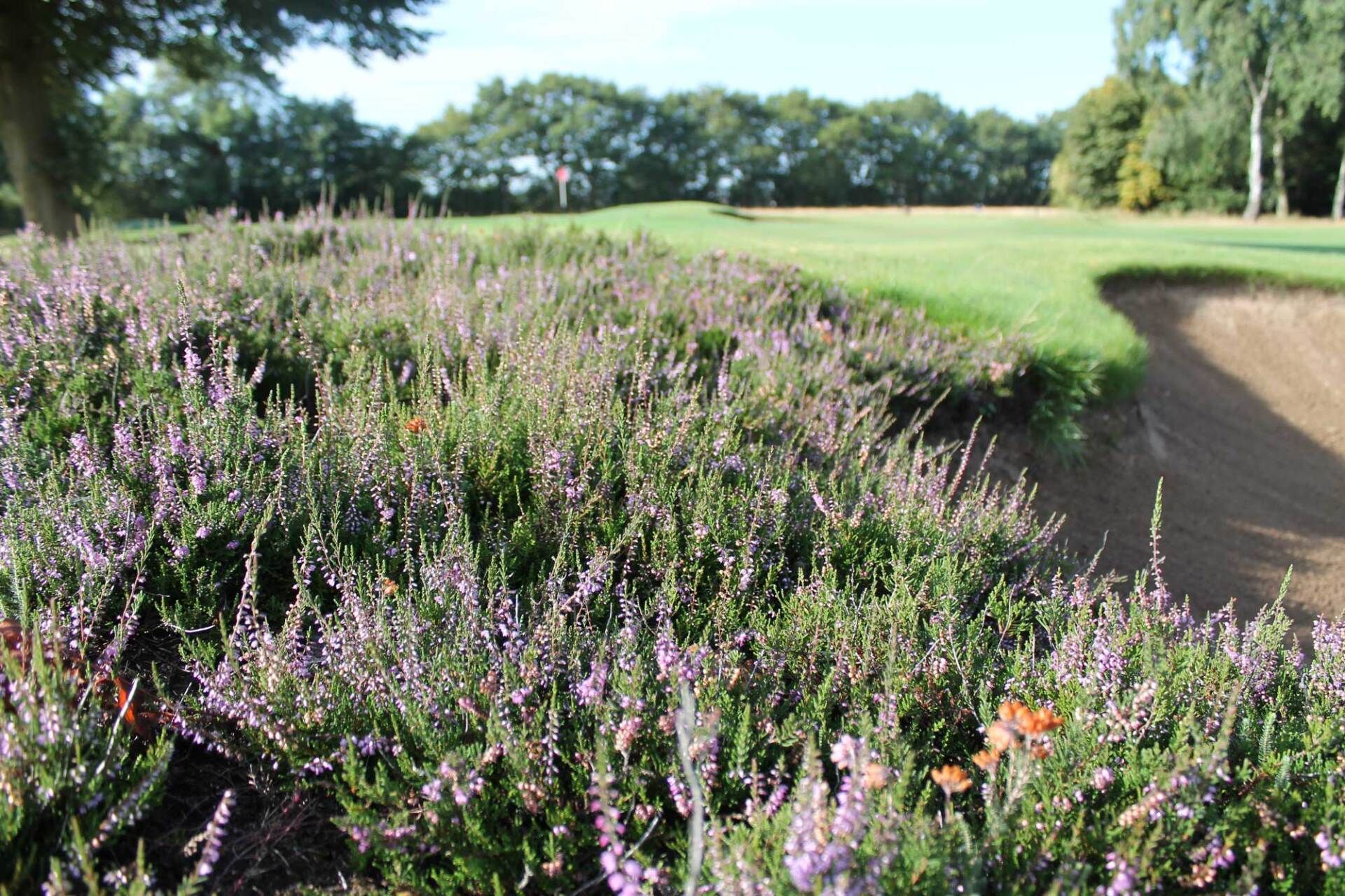 A golf course view with purple heather.