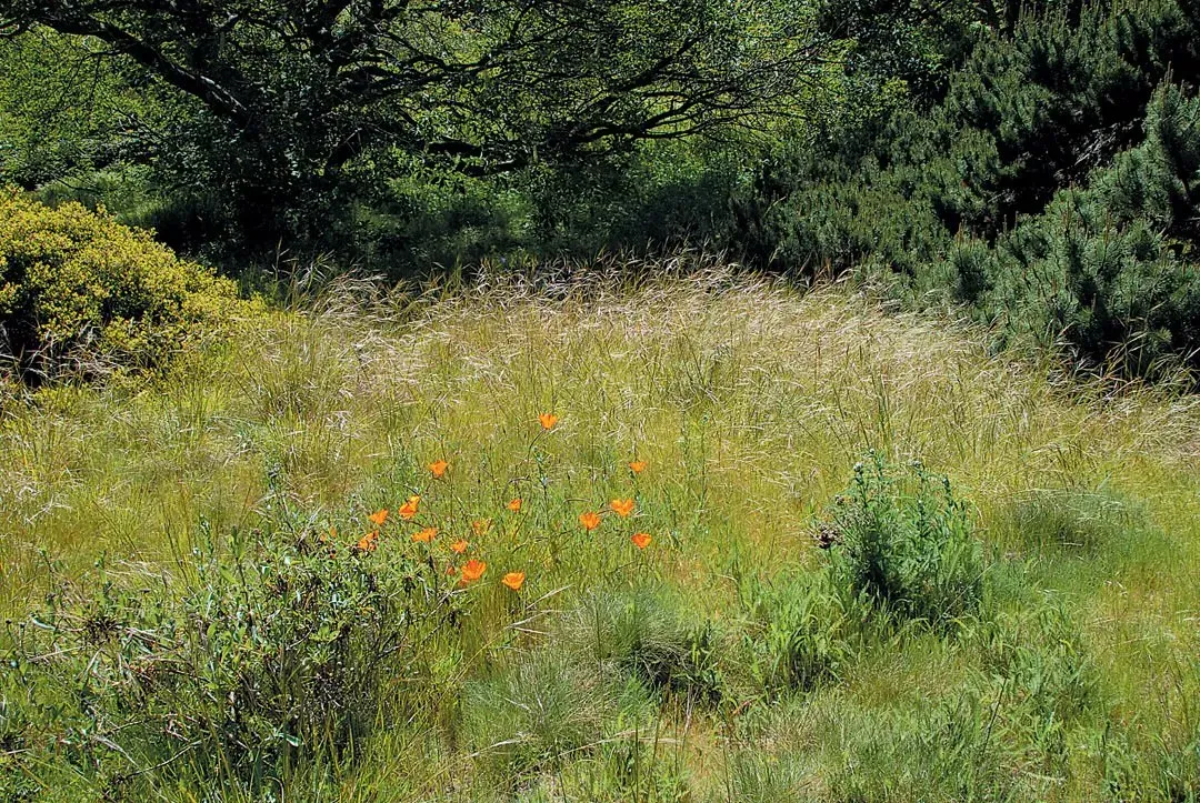 Field of orange wildflowers surrounded by tall grass and various green plants and trees.
