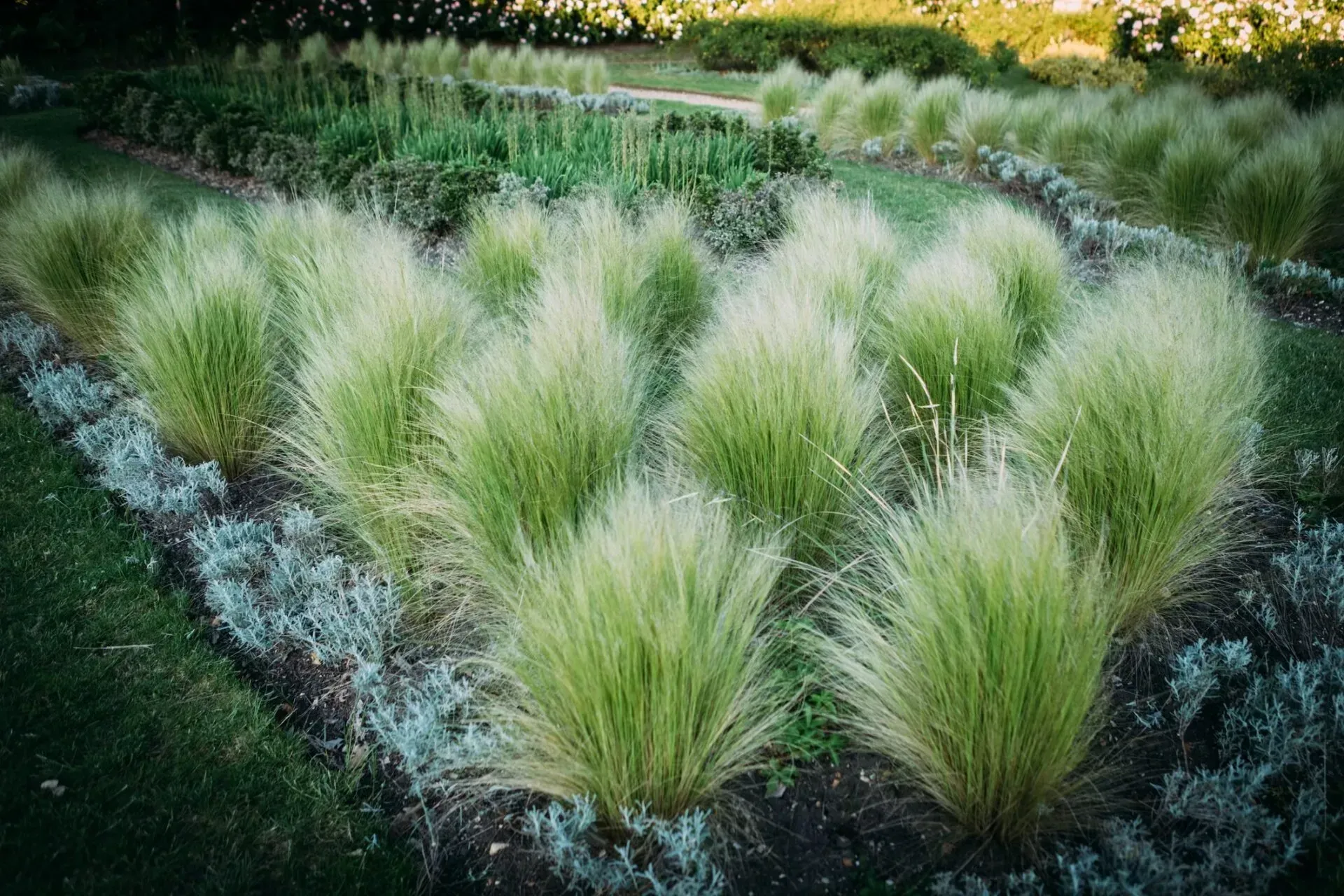 Rows of ornamental grass with feathery seed heads in a manicured garden bed, surrounded by a low, grayish ground cover.