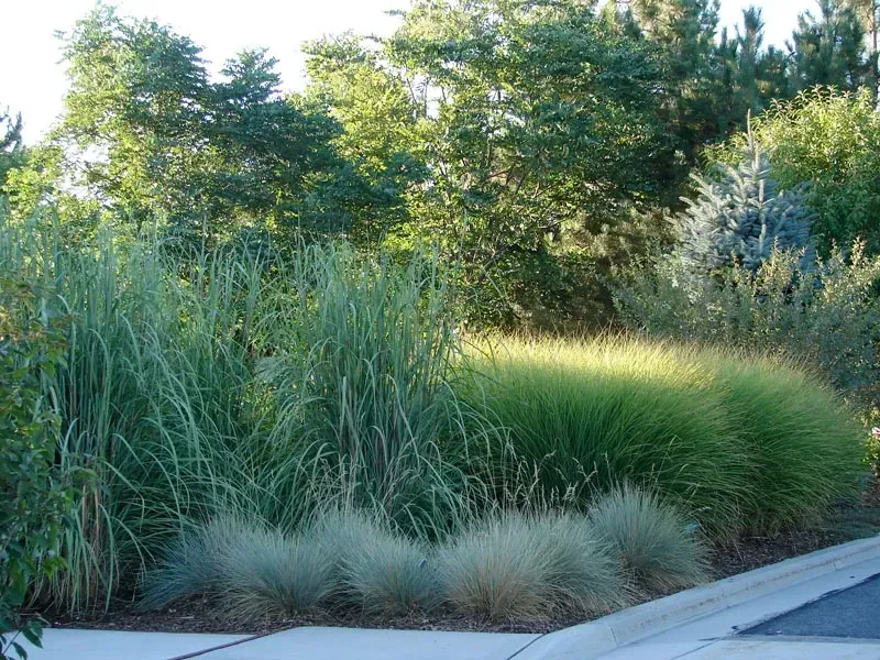 Grassy landscape with tall, green grasses and blue-green ornamental grasses in the foreground, with trees in the background.