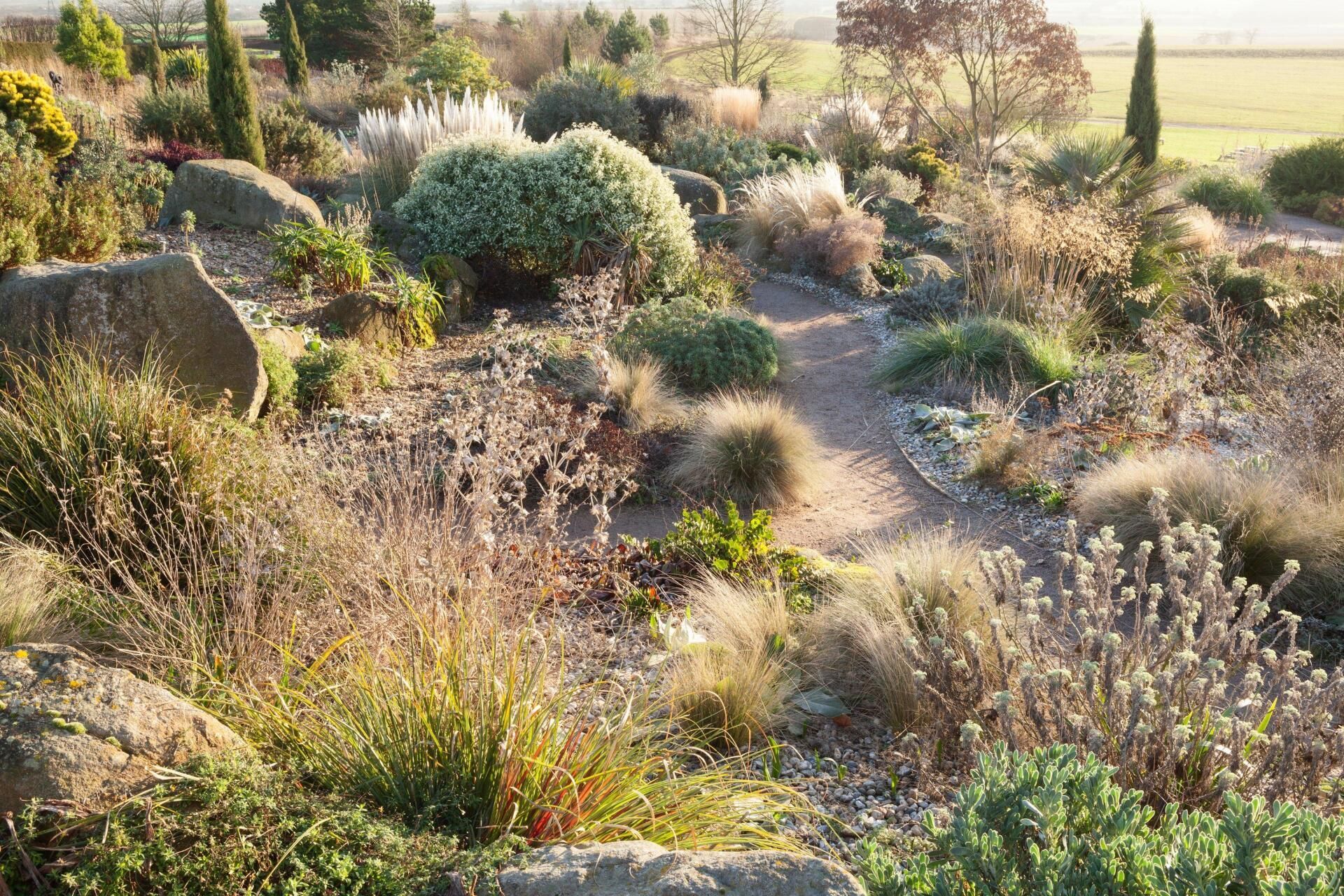 A garden with a winding path, featuring various shrubs, grasses, and large rocks, bathed in sunlight.