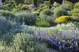 A vibrant garden bed features various green and purple flowering plants.