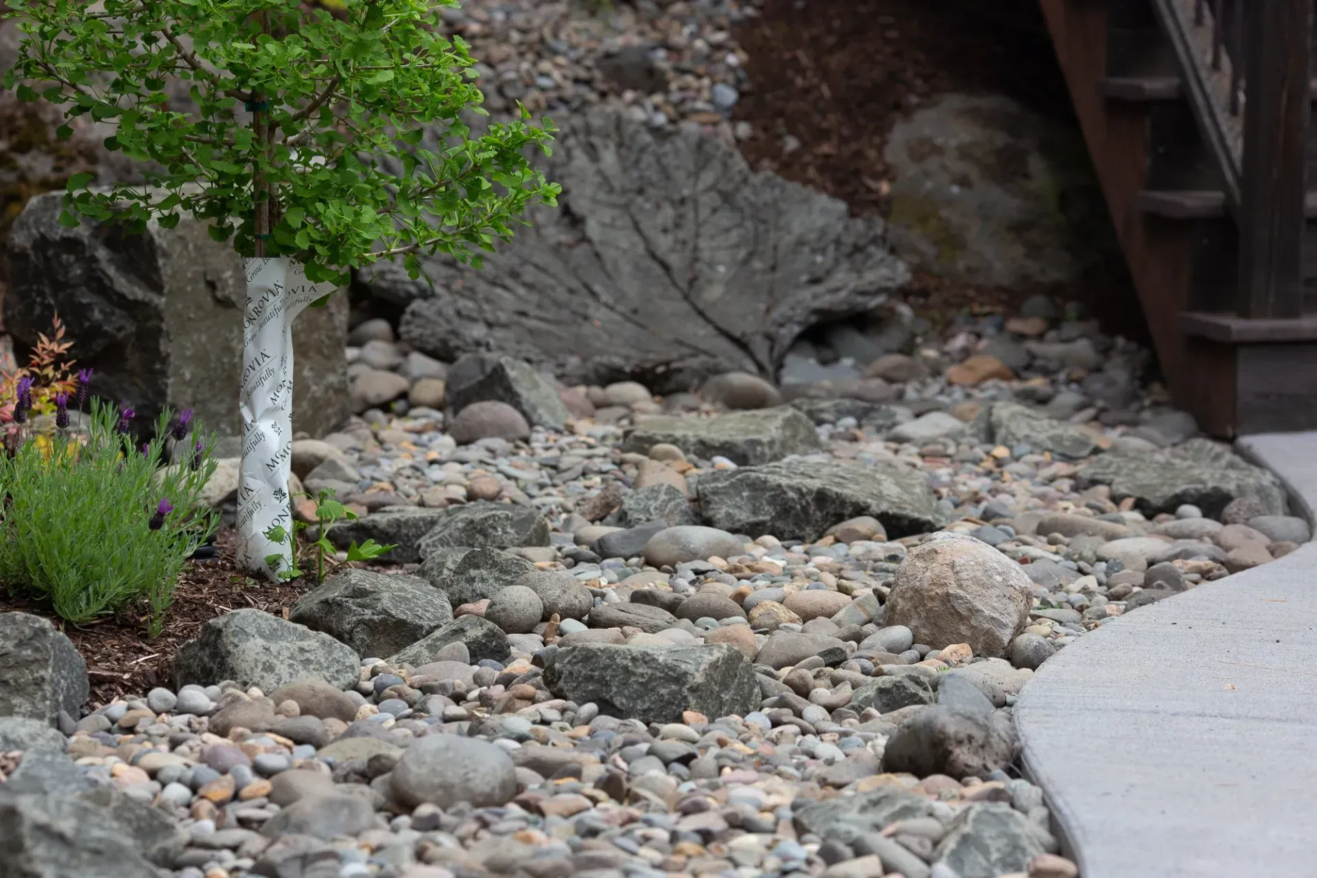 A rock garden with a small tree, boulders, and a decorative leaf-shaped stone near a concrete path and wooden stairs.