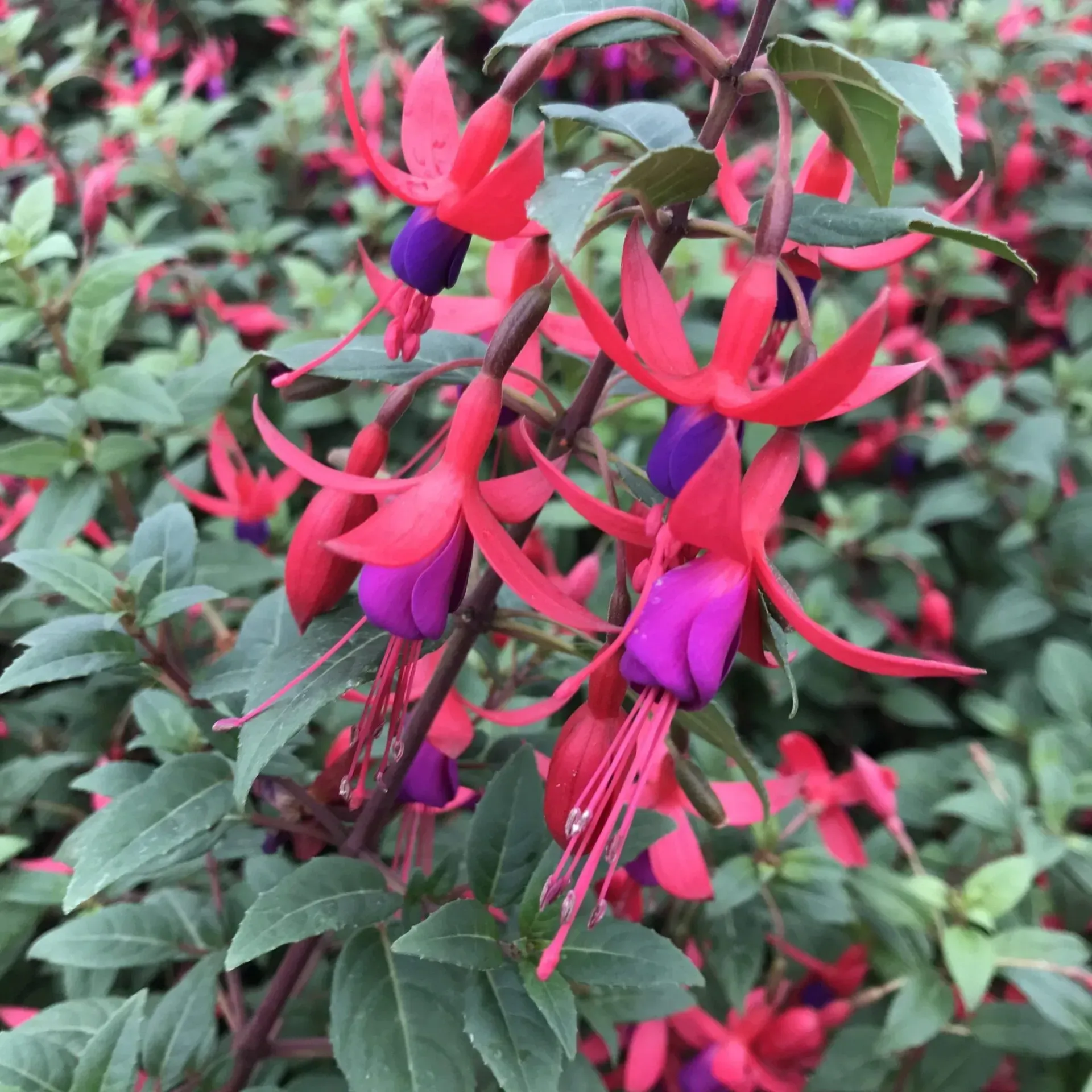 Close-up of vibrant fuchsia flowers with red petals and purple bell-shaped corollas, surrounded by green foliage.