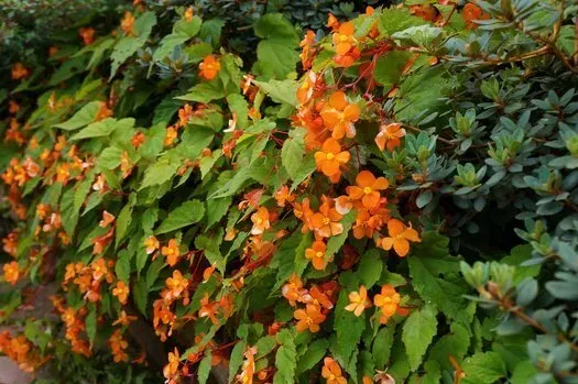 Orange flowers bloom on a vine with green leaves, growing against a backdrop of evergreen foliage.