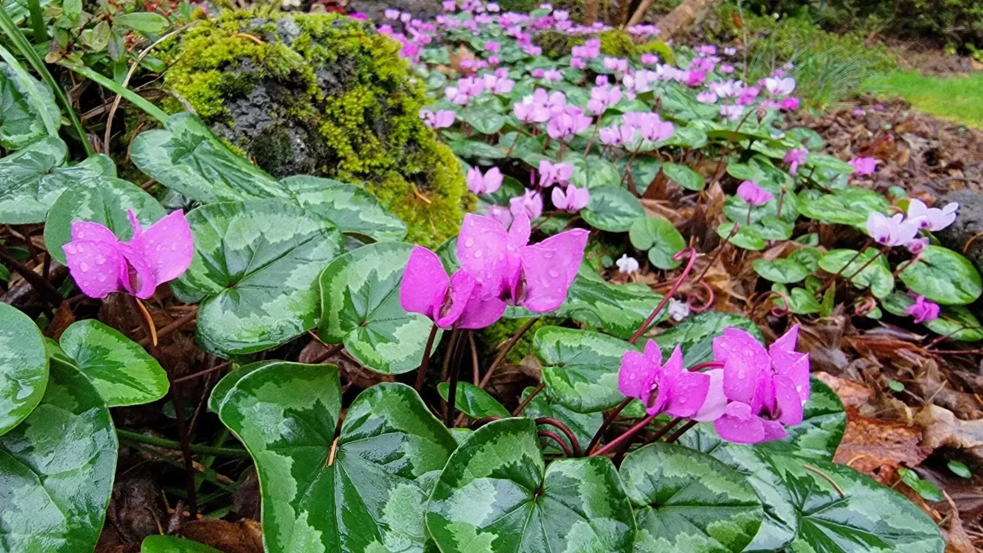 Bright pink cyclamen flowers blooming in a garden setting with patterned green leaves and a mossy rock in the background.