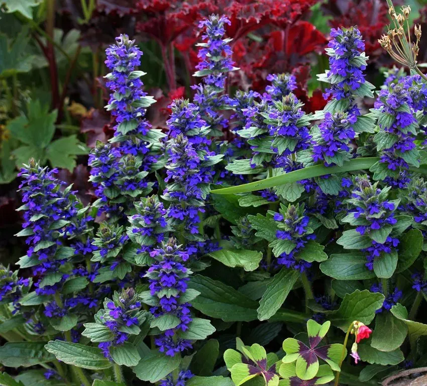 Clusters of vibrant blue flowers bloom atop green foliage in a garden setting.
