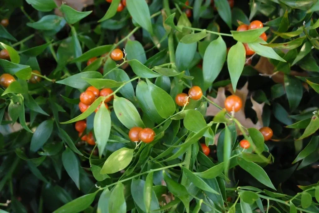 Danae racemosa - I liked its evergreen presence.