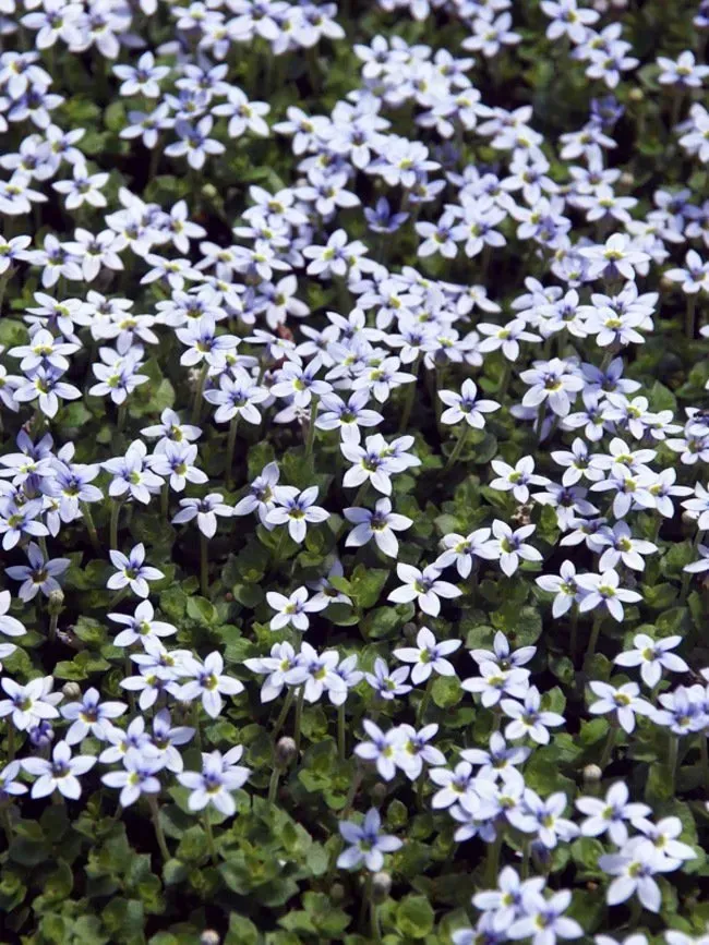 Low-growing carpet of small, pale blue star-shaped flowers with dark green foliage.
