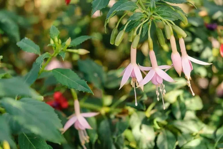 Pink fuchsia flowers hanging from a green plant. Pale pink petals extend from the flower's base.