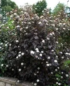 A large, dark-leaved shrub with many small, white, pom-pom-like flowers growing in a garden bed.
